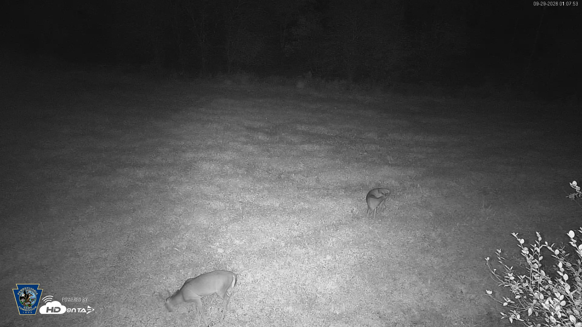 Snapshot of Pennsylvania Elk Live Webcam taken Sep 29, 2026, 1:08am EDT