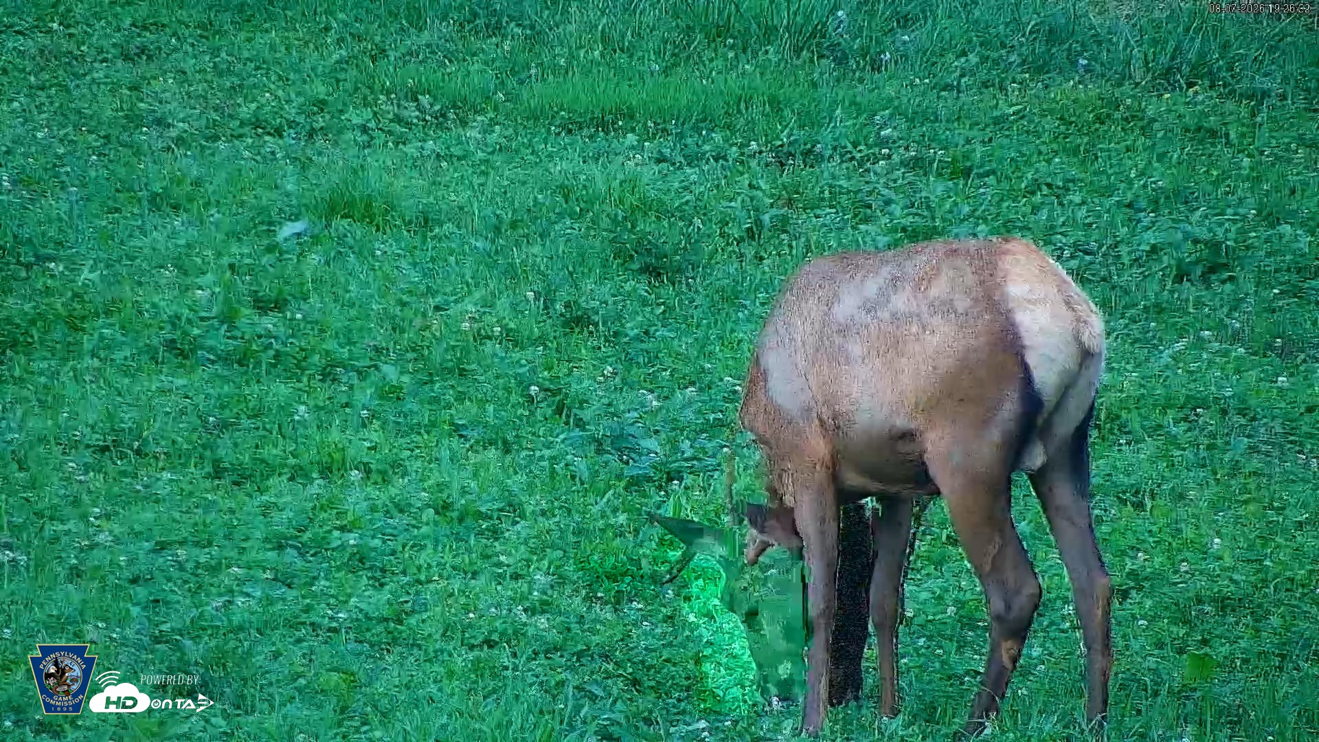 Snapshot of Pennsylvania Elk Live Webcam taken Aug 7, 2026, 7:27pm EDT