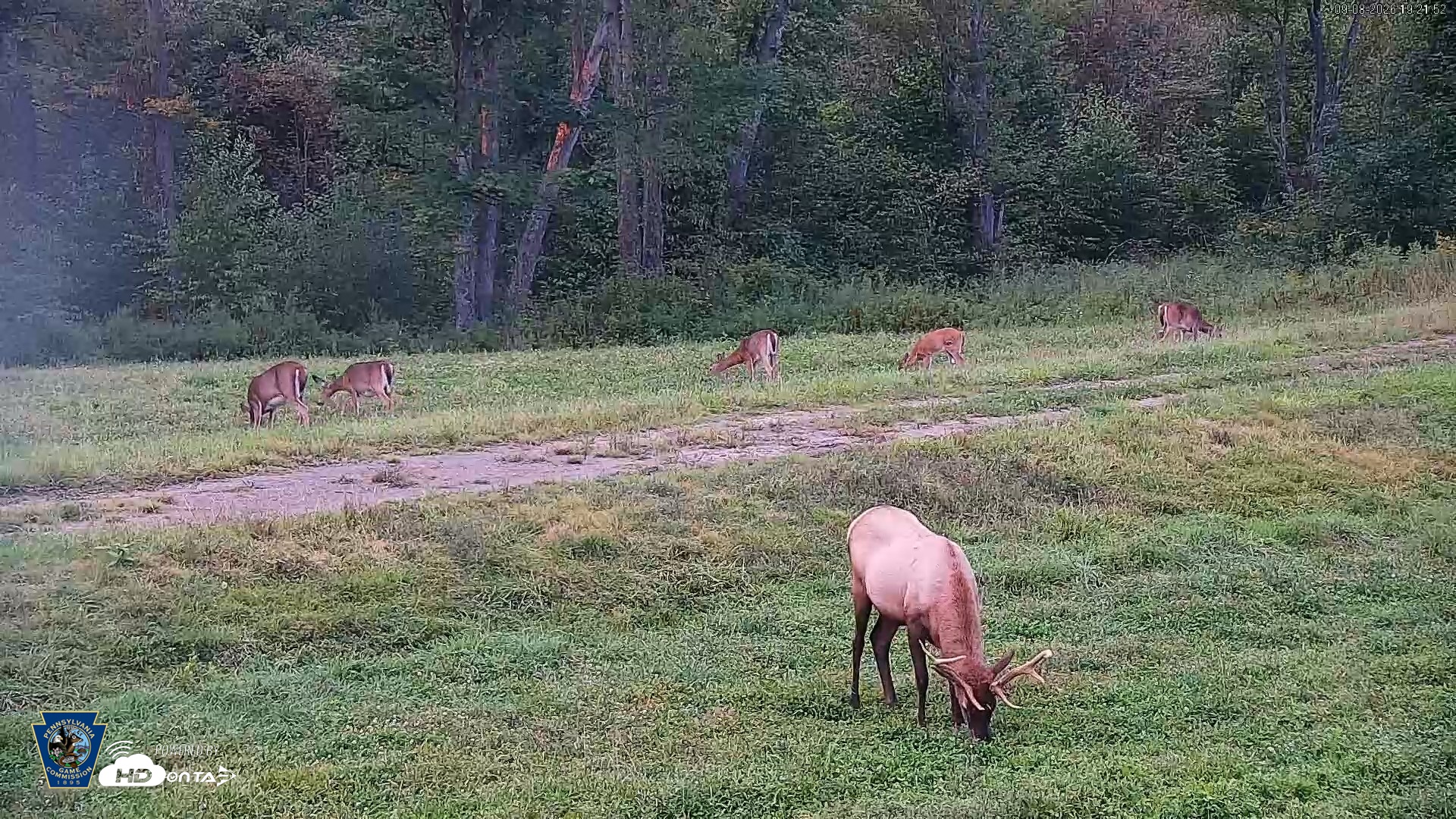 Snapshot of Pennsylvania Elk Live Webcam taken Sep 8, 2026, 7:22pm EDT