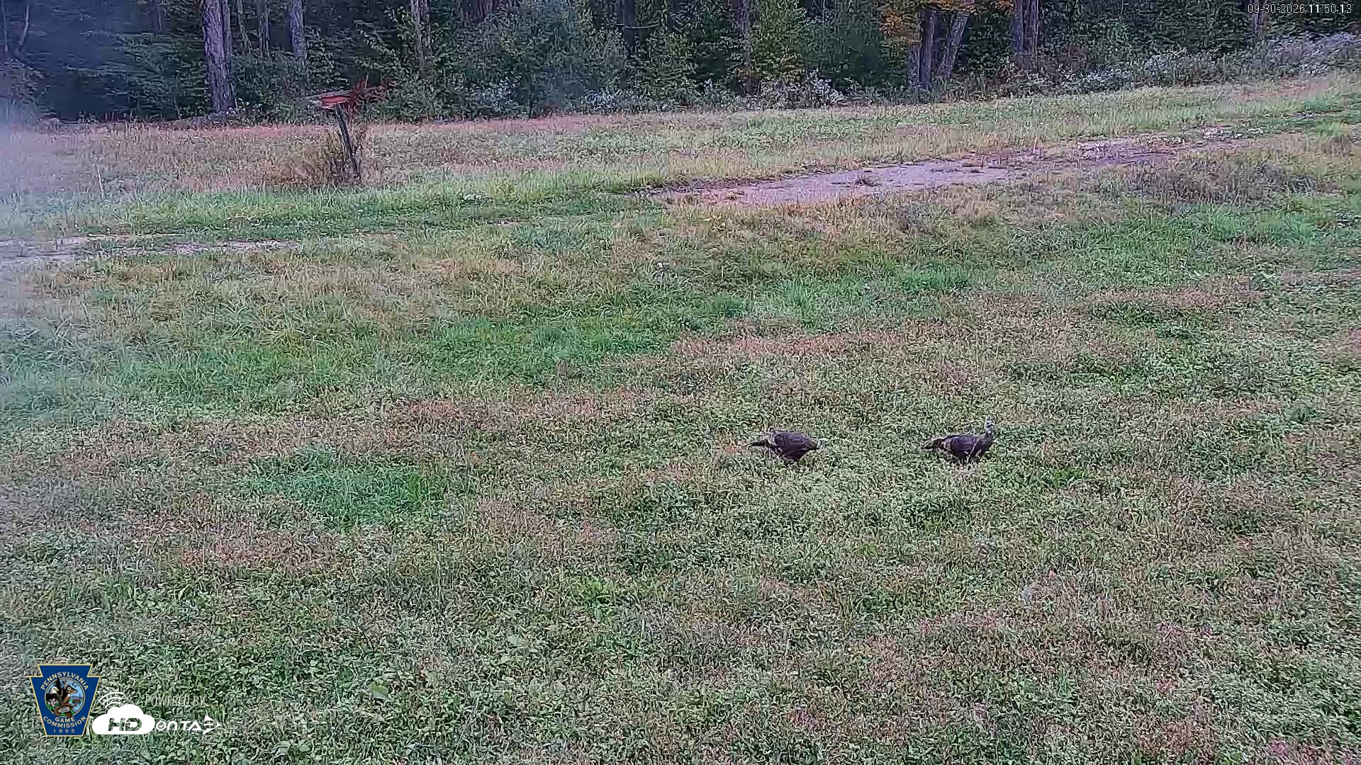 Snapshot of Pennsylvania Elk Live Webcam taken Sep 30, 2026, 11:51am EDT