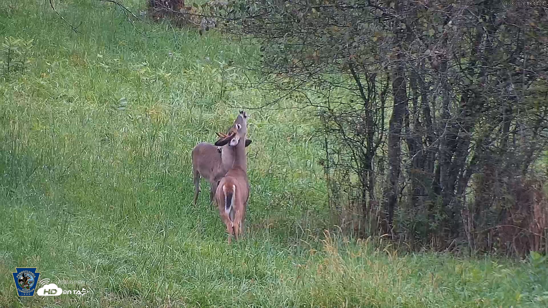 Snapshot of Pennsylvania Elk Live Webcam taken Sep 28, 2026, 6:45pm EDT