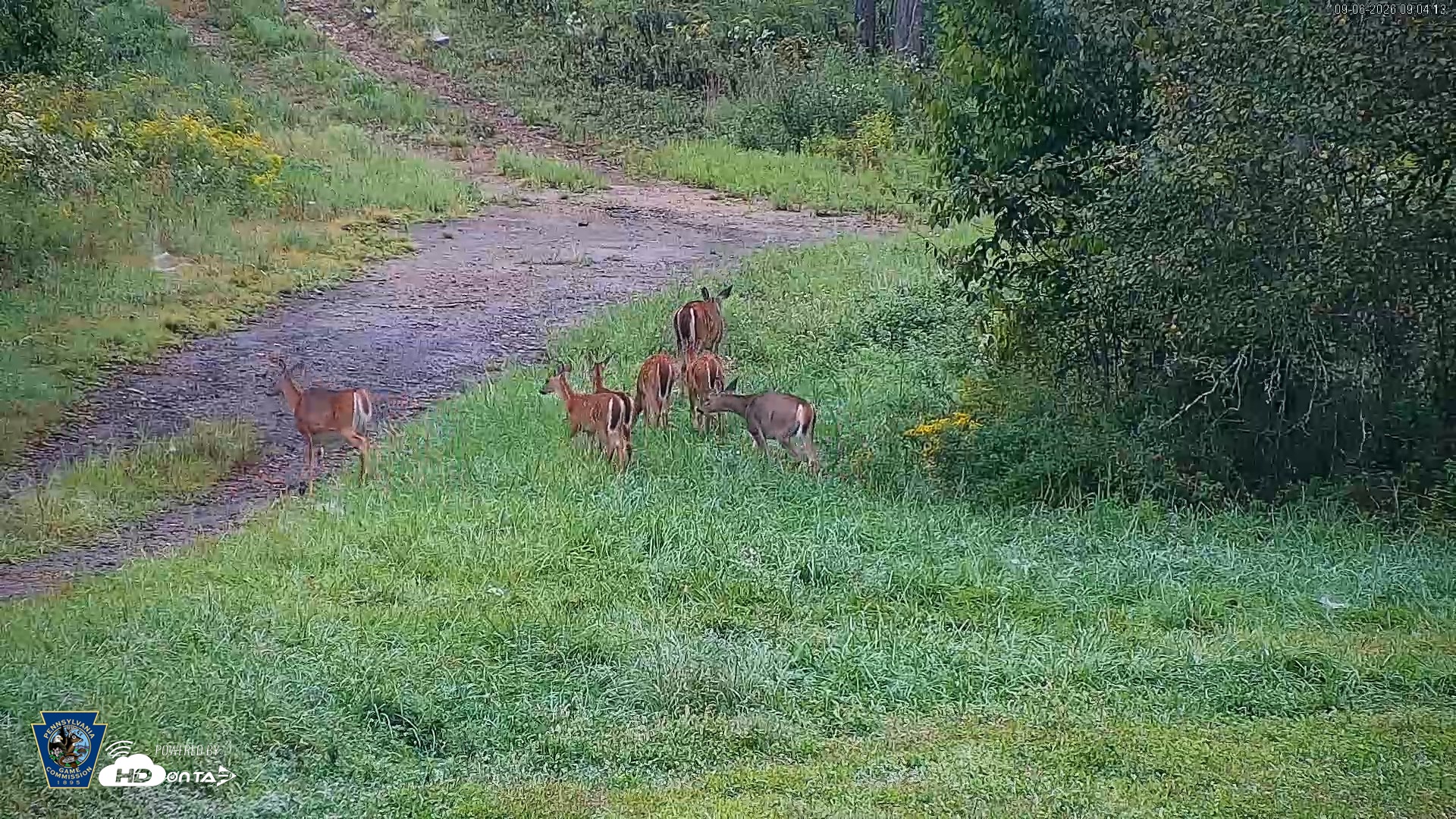 Snapshot of Pennsylvania Elk Live Webcam taken Sep 6, 2026, 9:05am EDT
