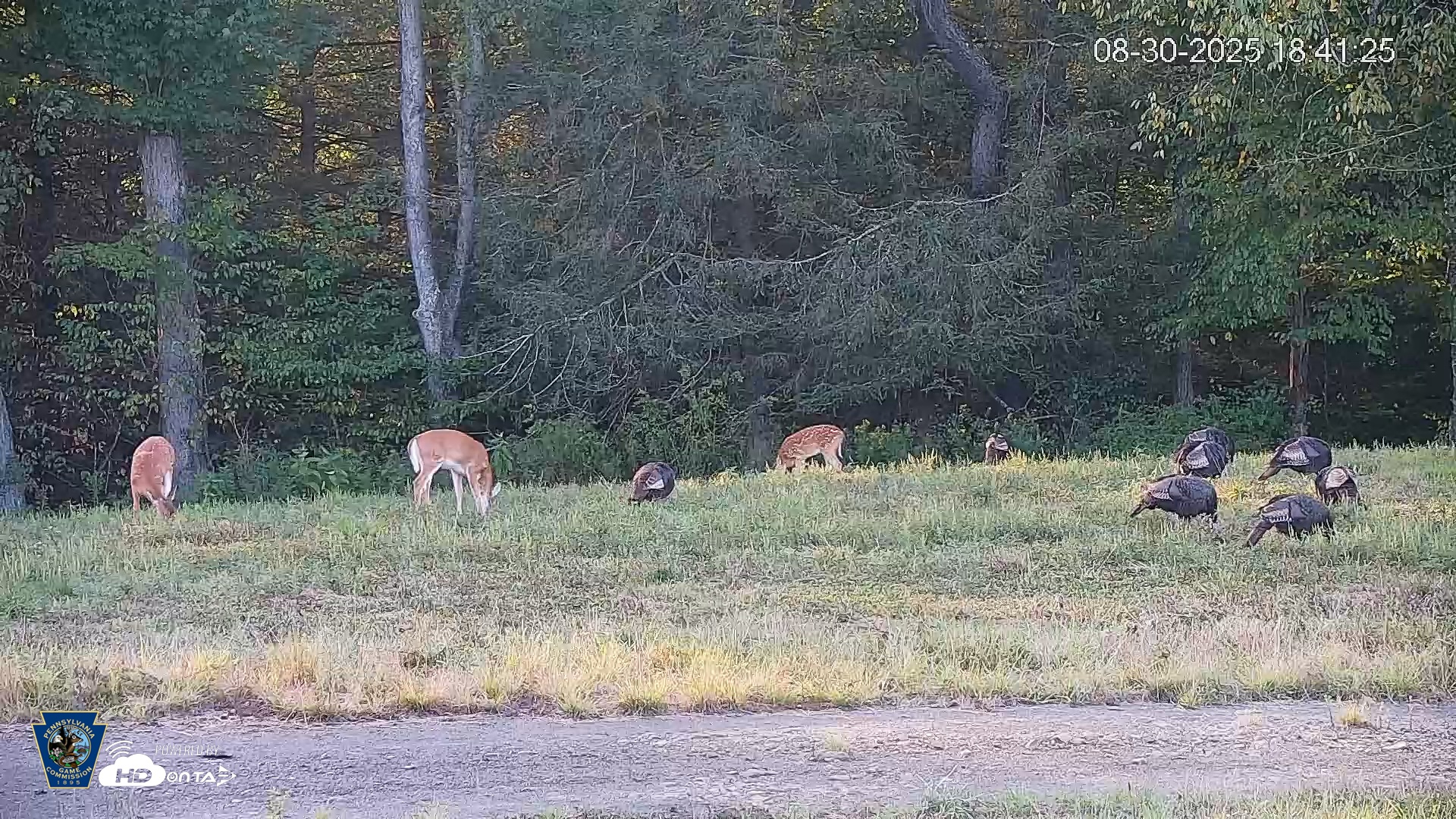Snapshot of Pennsylvania Elk Live Webcam taken Aug 30, 2025, 6:42pm EDT