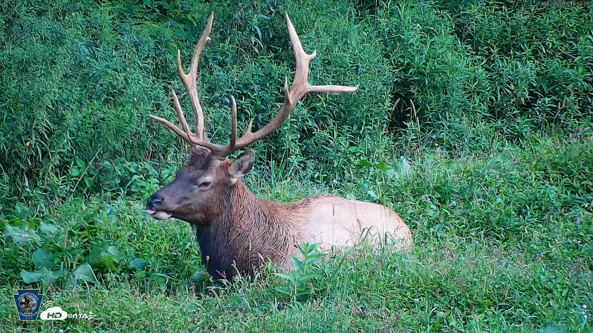 Snapshot of Pennsylvania Elk Live Webcam taken Aug 27, 2026, 6:50pm EDT