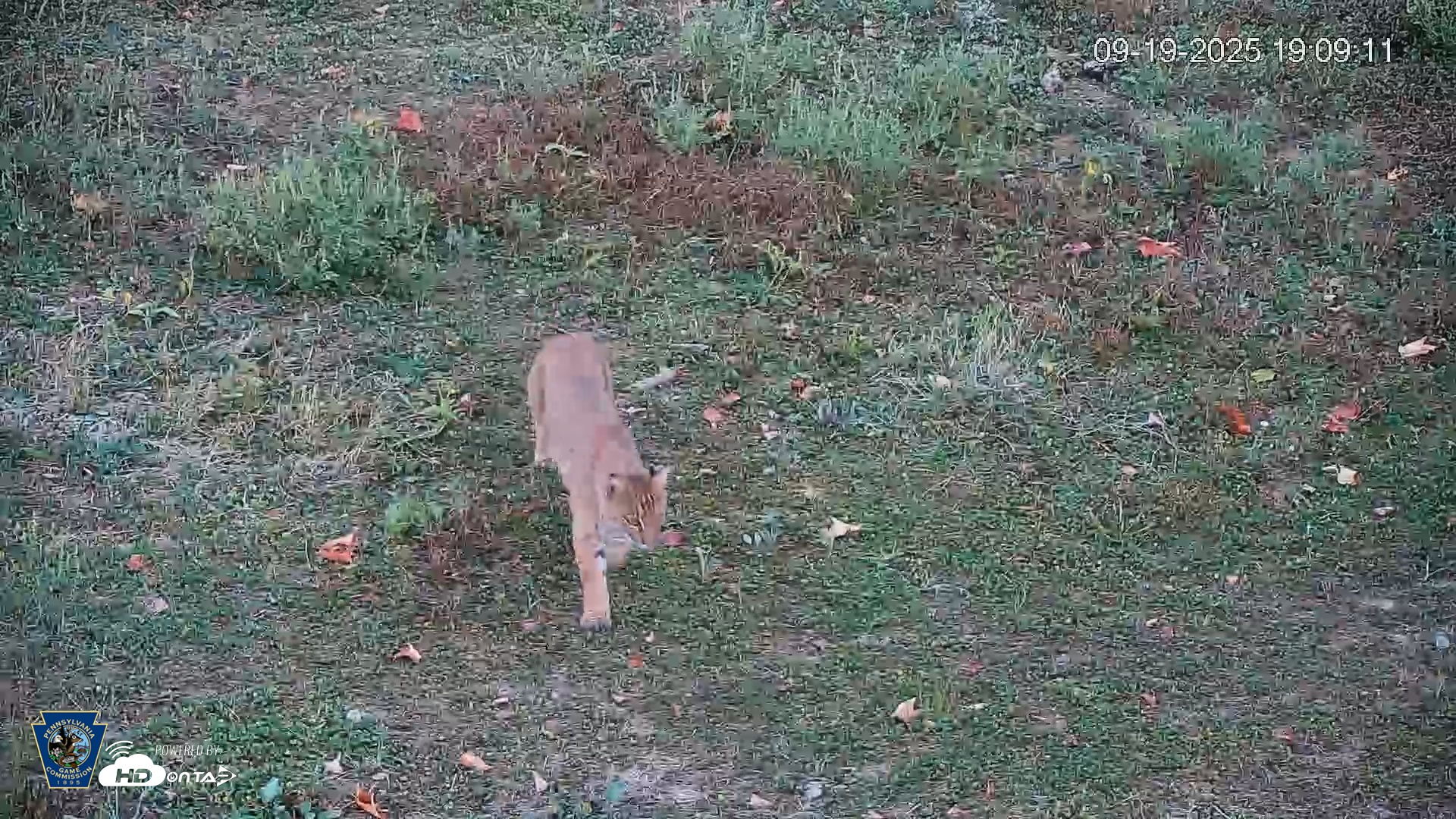 Snapshot of Pennsylvania Elk Live Webcam taken Sep 19, 2025, 7:10pm EDT