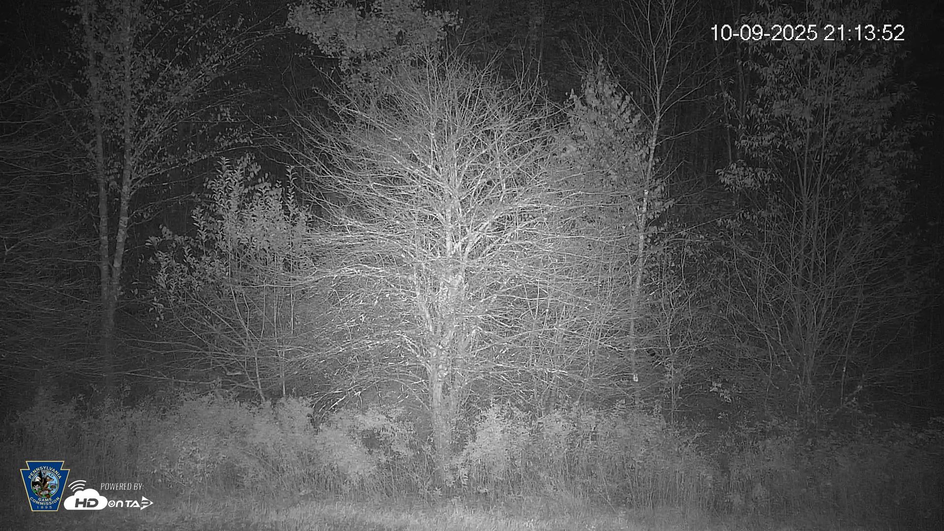 Snapshot of Pennsylvania Elk Live Webcam taken Oct 9, 2025, 9:14pm EDT