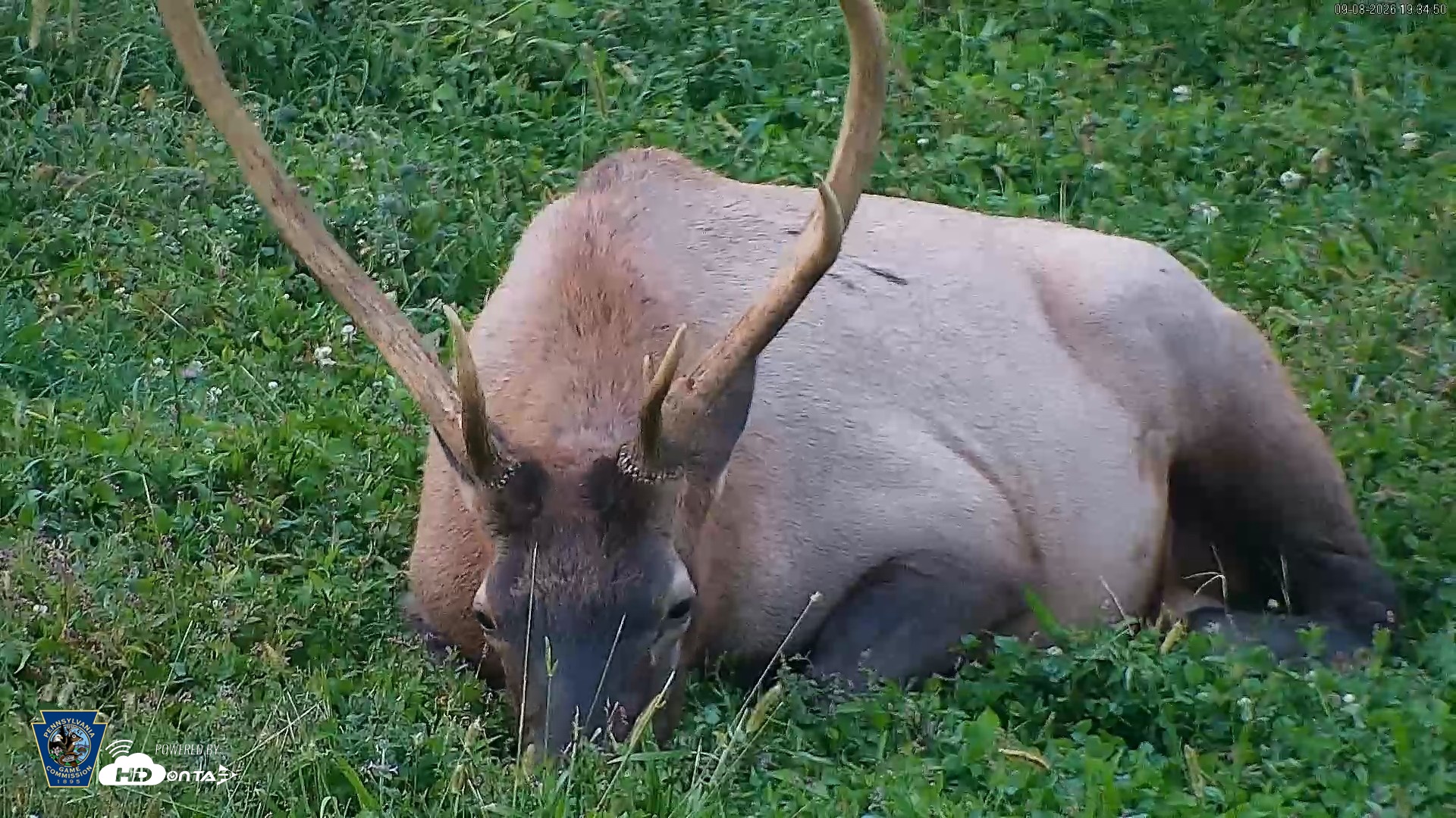 Snapshot of Pennsylvania Elk Live Webcam taken Sep 8, 2026, 7:35pm EDT