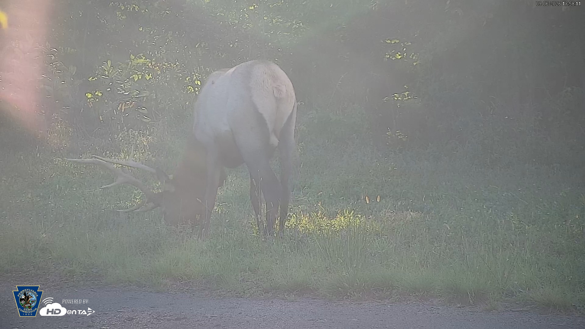 Snapshot of Pennsylvania Elk Live Webcam taken Sep 6, 2026, 5:58pm EDT