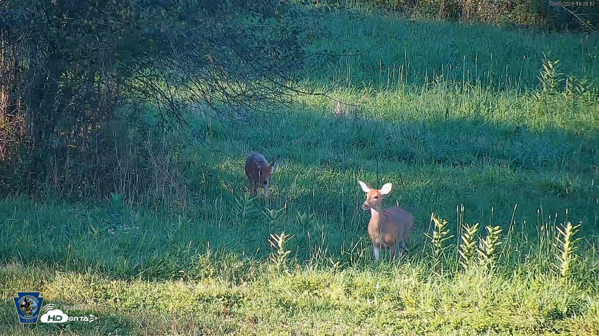 Snapshot of Pennsylvania Elk Live Webcam taken Sep 5, 2026, 6:27pm EDT