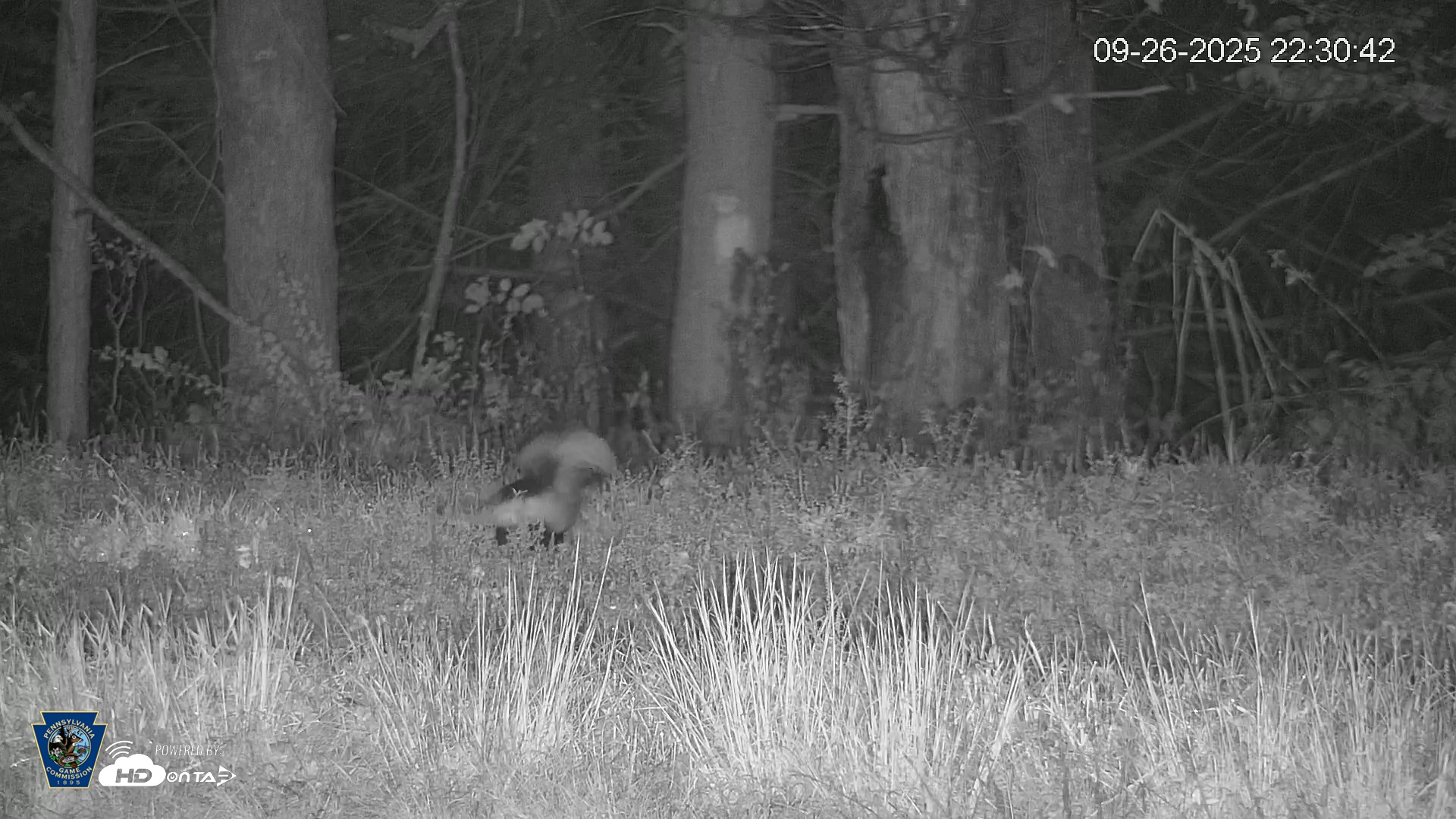 Snapshot of Pennsylvania Elk Live Webcam taken Sep 26, 2025, 10:31pm EDT