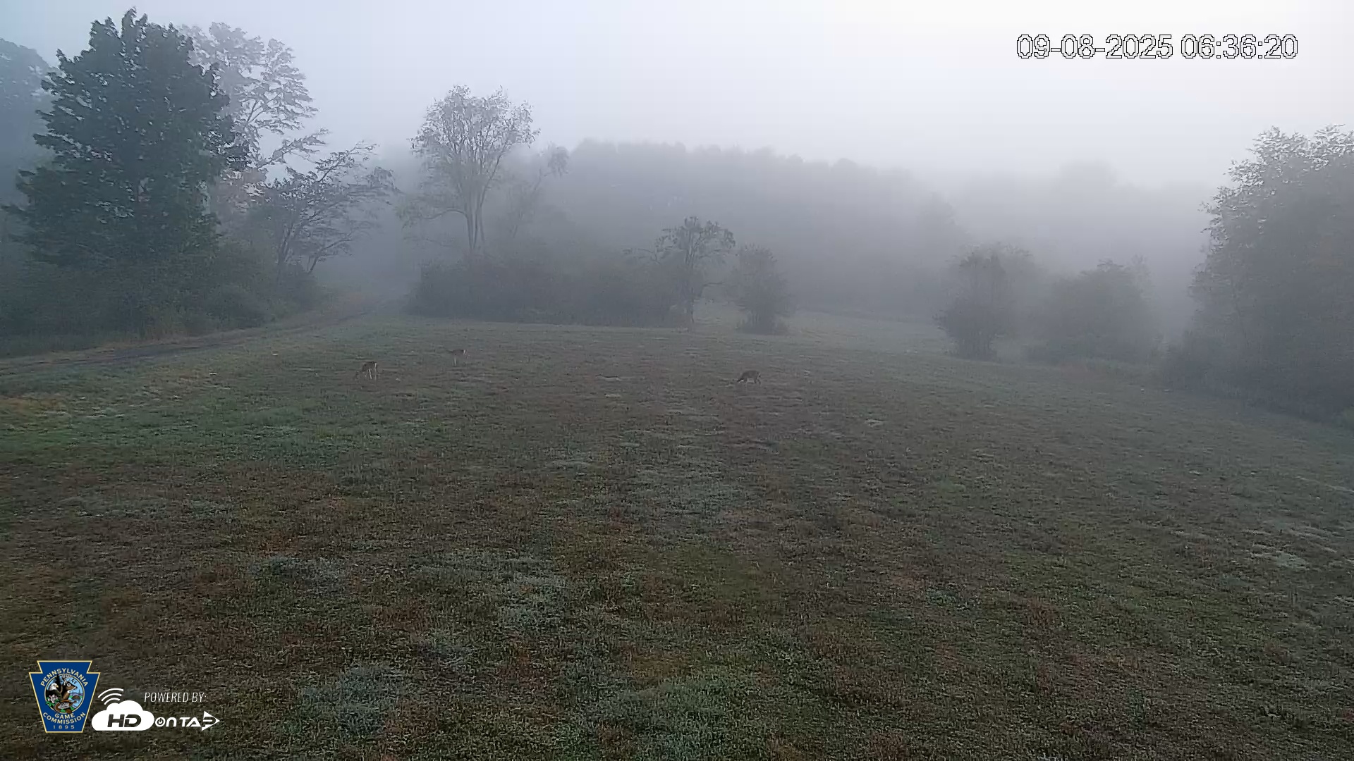 Snapshot of Pennsylvania Elk Live Webcam taken Sep 8, 2025, 6:37am EDT