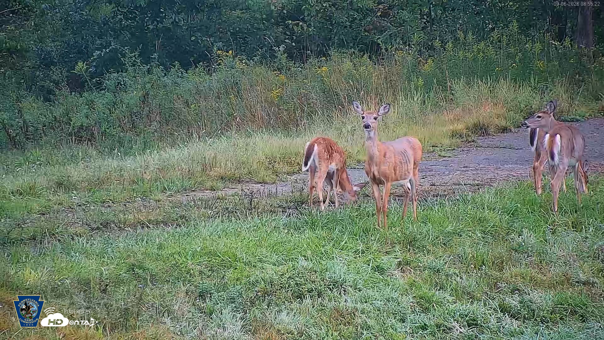 Snapshot of Pennsylvania Elk Live Webcam taken Sep 6, 2026, 8:56am EDT