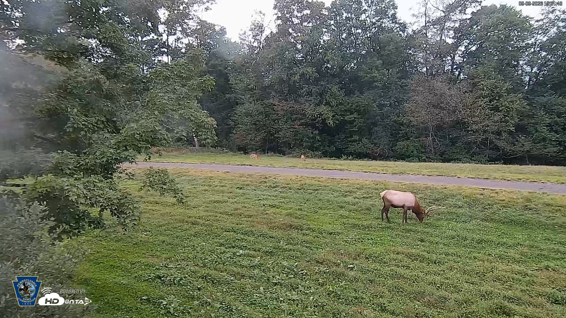 Snapshot of Pennsylvania Elk Live Webcam taken Sep 9, 2026, 7:32pm EDT