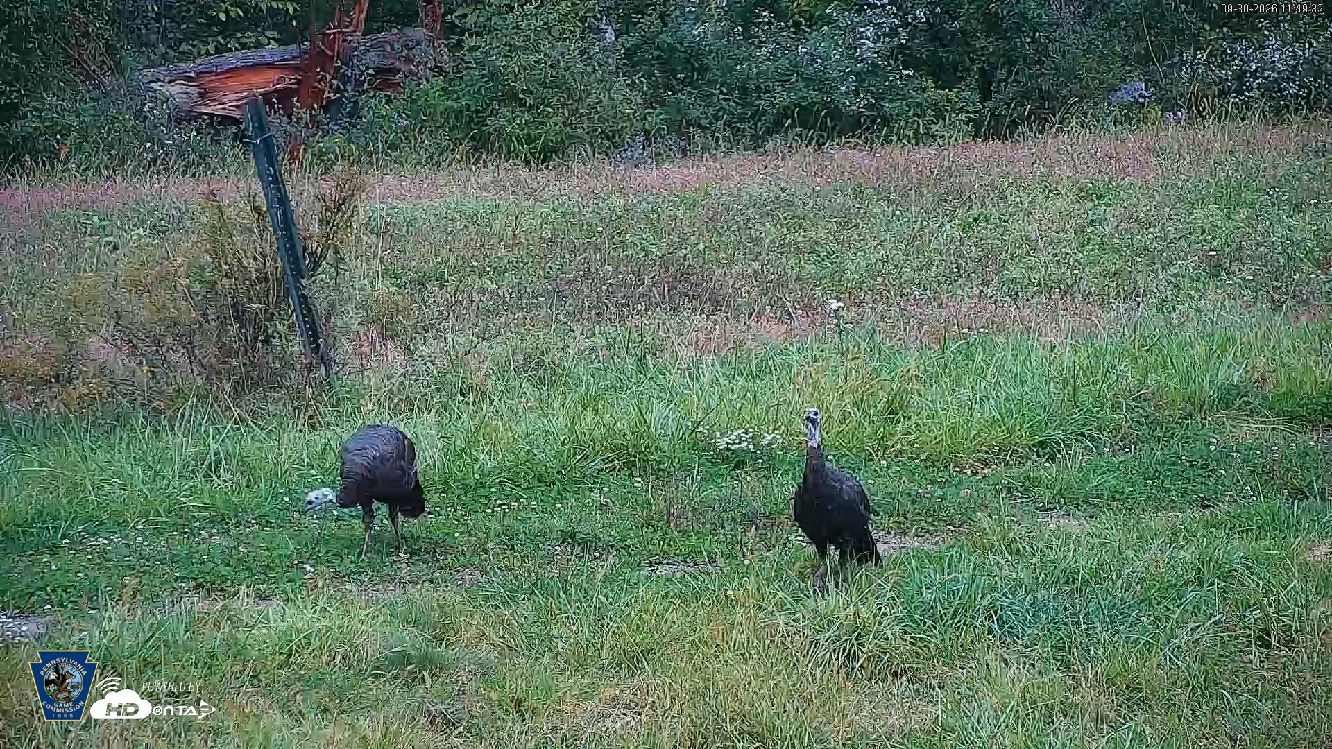 Snapshot of Pennsylvania Elk Live Webcam taken Sep 30, 2026, 11:50am EDT
