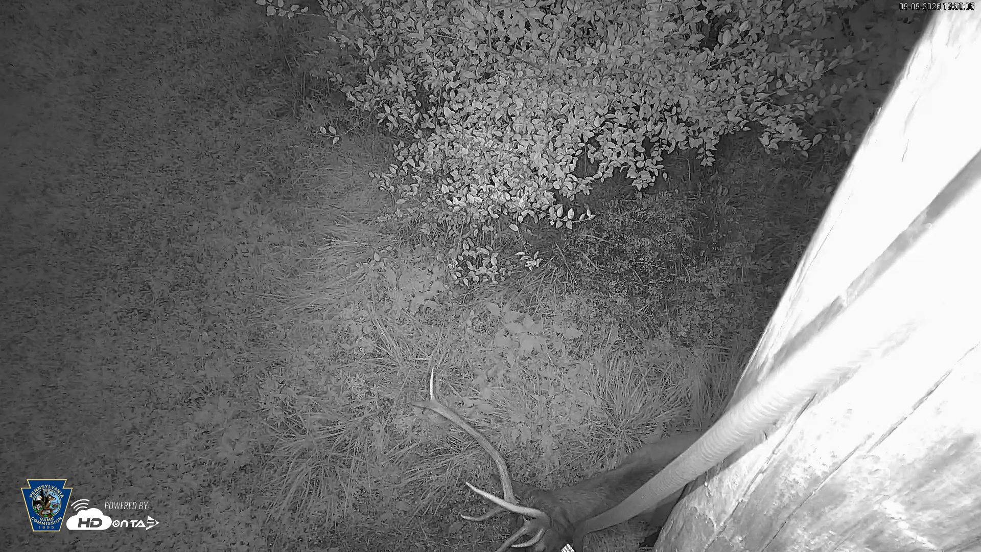 Snapshot of Pennsylvania Elk Live Webcam taken Sep 9, 2026, 7:50pm EDT