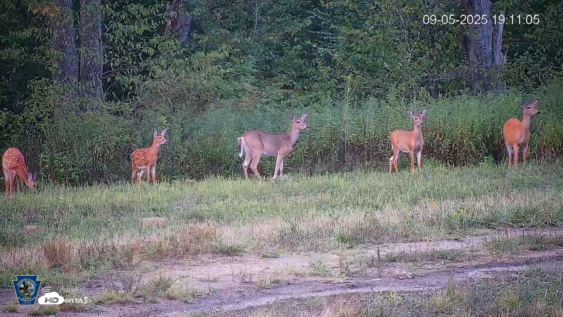 Snapshot of Pennsylvania Elk Live Webcam taken Sep 5, 2025, 7:11pm EDT
