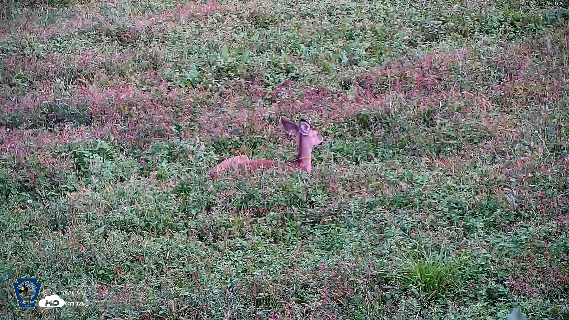 Snapshot of Pennsylvania Elk Live Webcam taken Oct 1, 2026, 6:04pm EDT