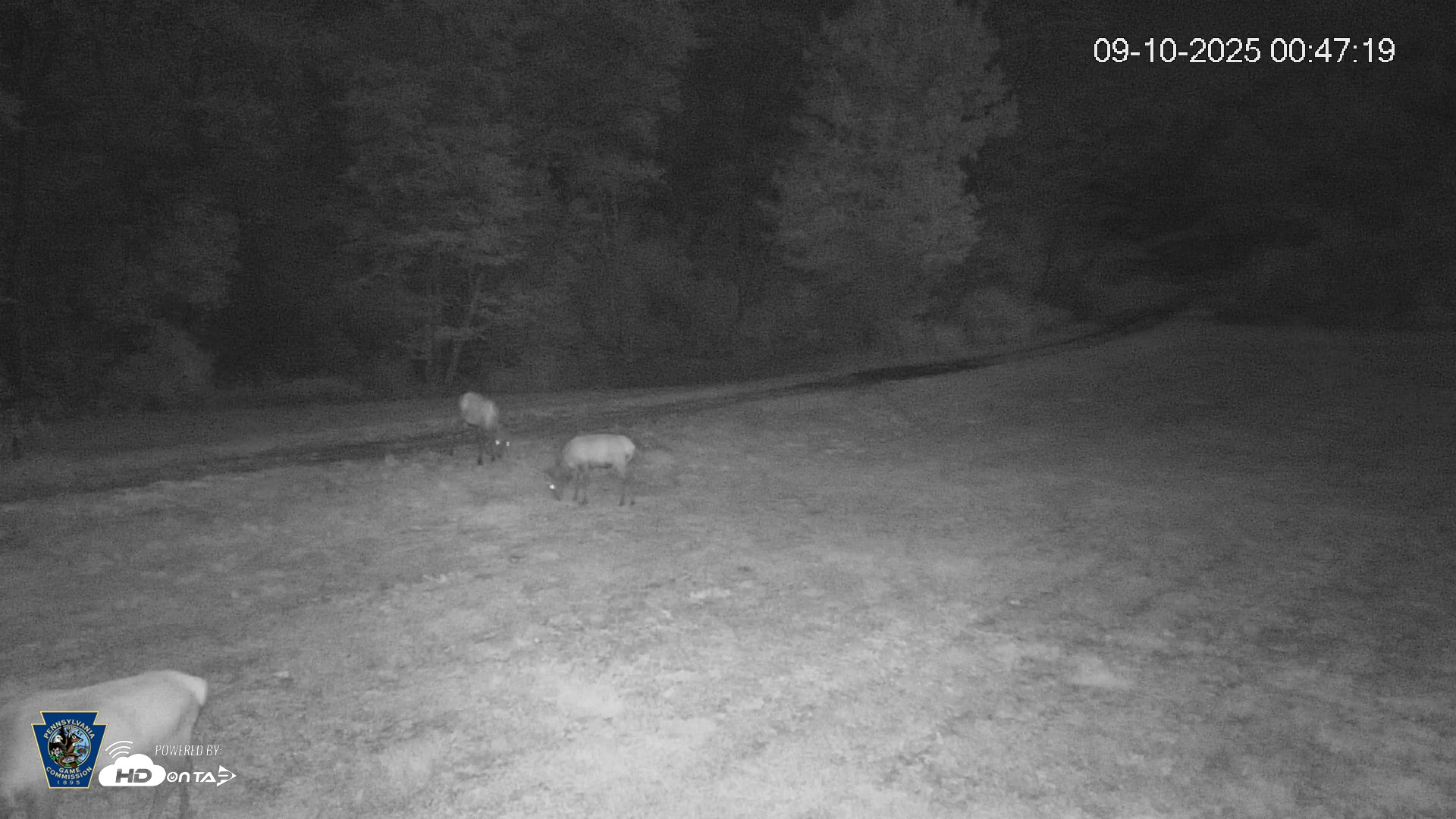 Snapshot of Pennsylvania Elk Live Webcam taken Sep 10, 2025, 12:47am EDT
