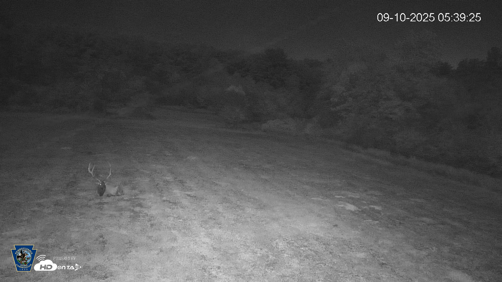 Snapshot of Pennsylvania Elk Live Webcam taken Sep 10, 2025, 5:40am EDT