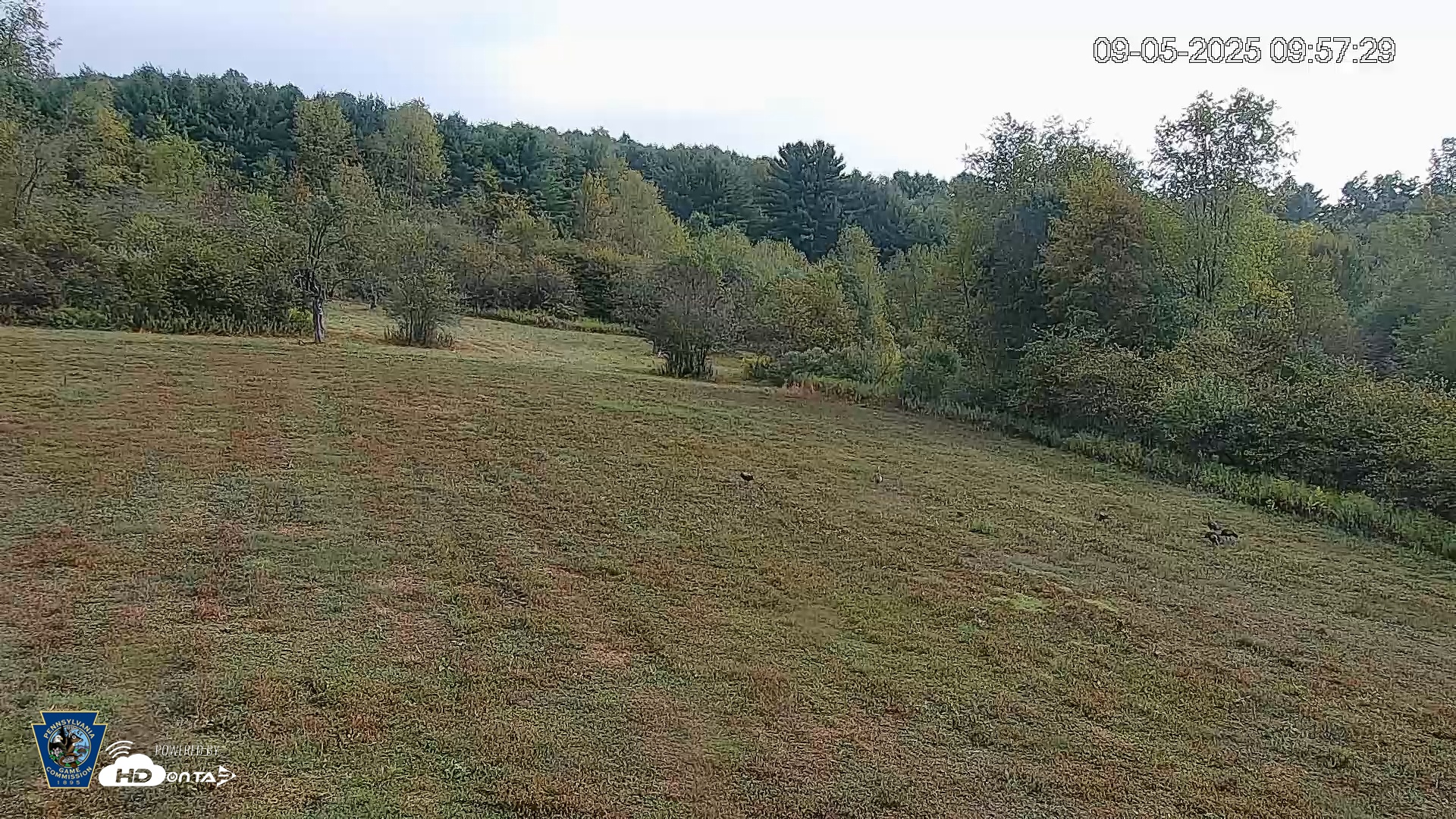 Snapshot of Pennsylvania Elk Live Webcam taken Sep 5, 2025, 9:58am EDT