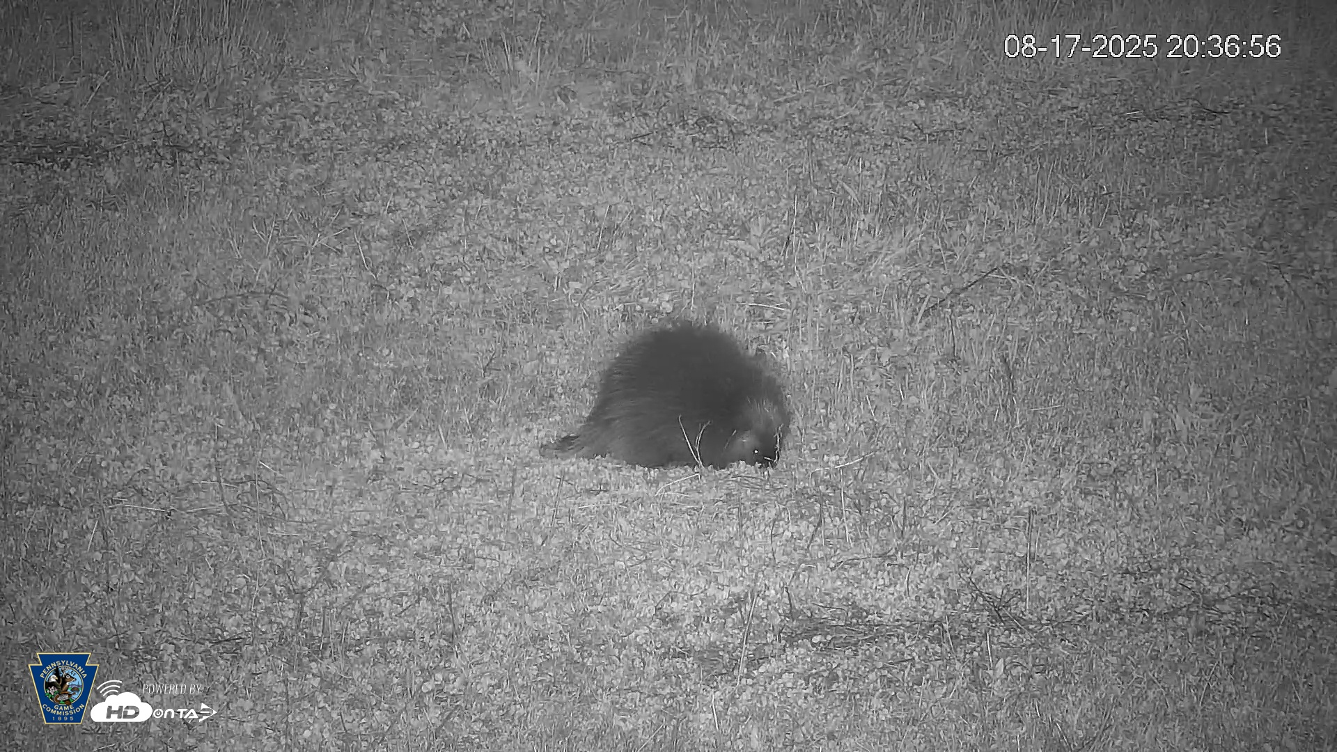 Snapshot of Pennsylvania Elk Live Webcam taken Aug 17, 2025, 8:37pm EDT