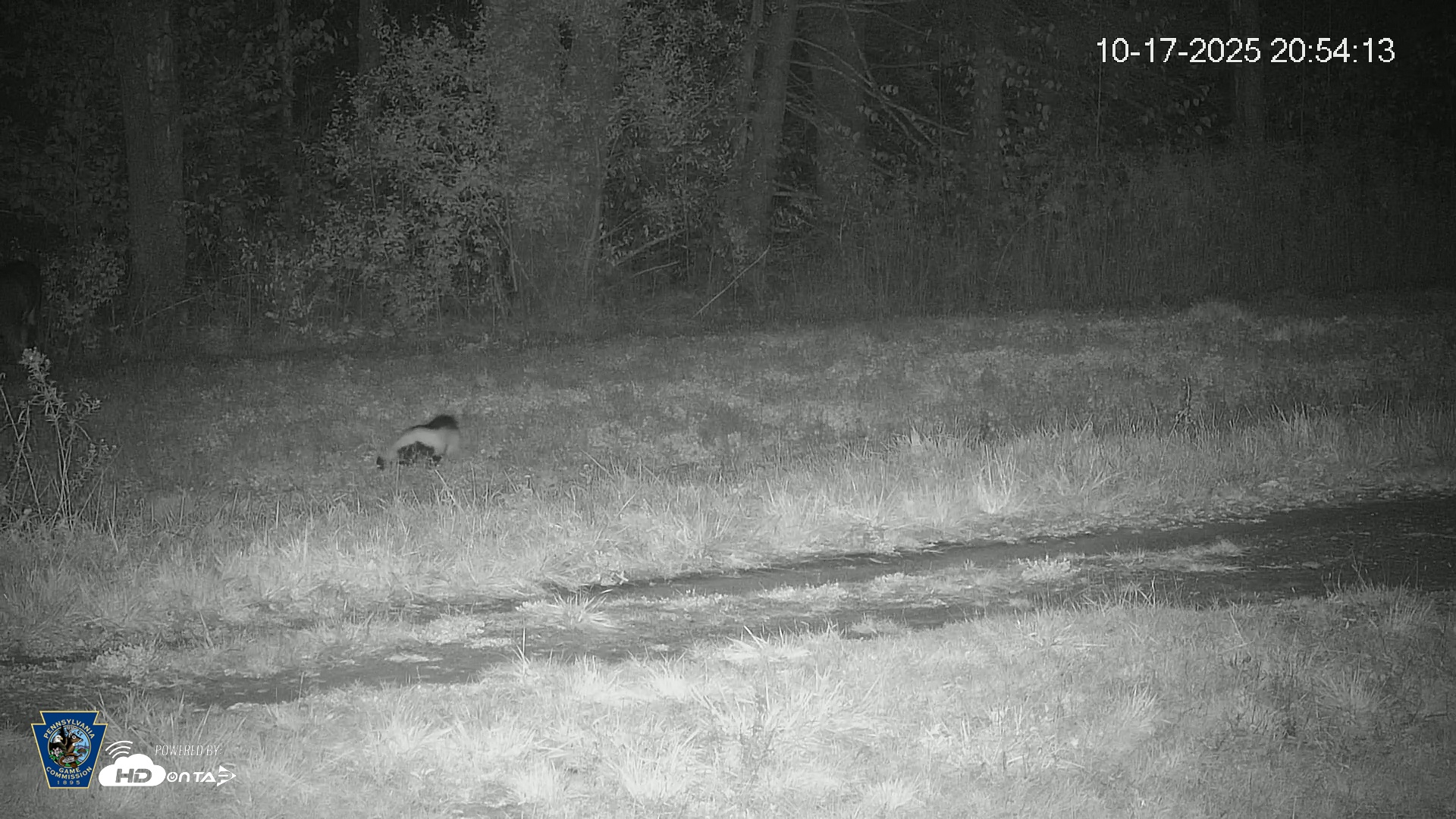 Snapshot of Pennsylvania Elk Live Webcam taken Oct 17, 2025, 8:54pm EDT