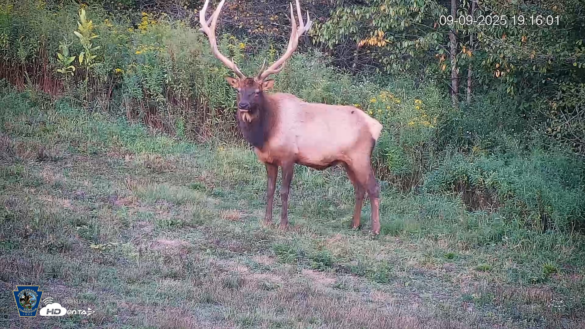 Snapshot of Pennsylvania Elk Live Webcam taken Sep 9, 2025, 7:16pm EDT