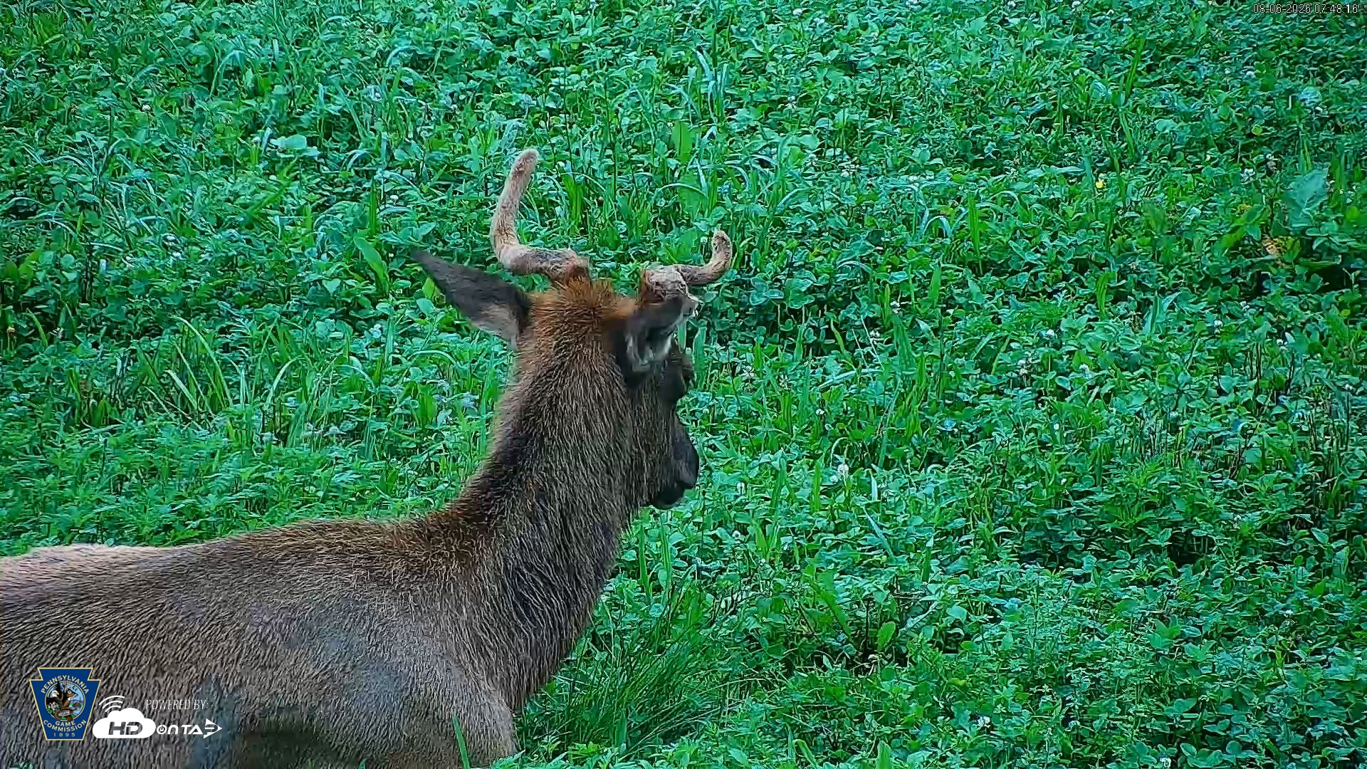 Snapshot of Pennsylvania Elk Live Webcam taken Aug 6, 2026, 7:48am EDT