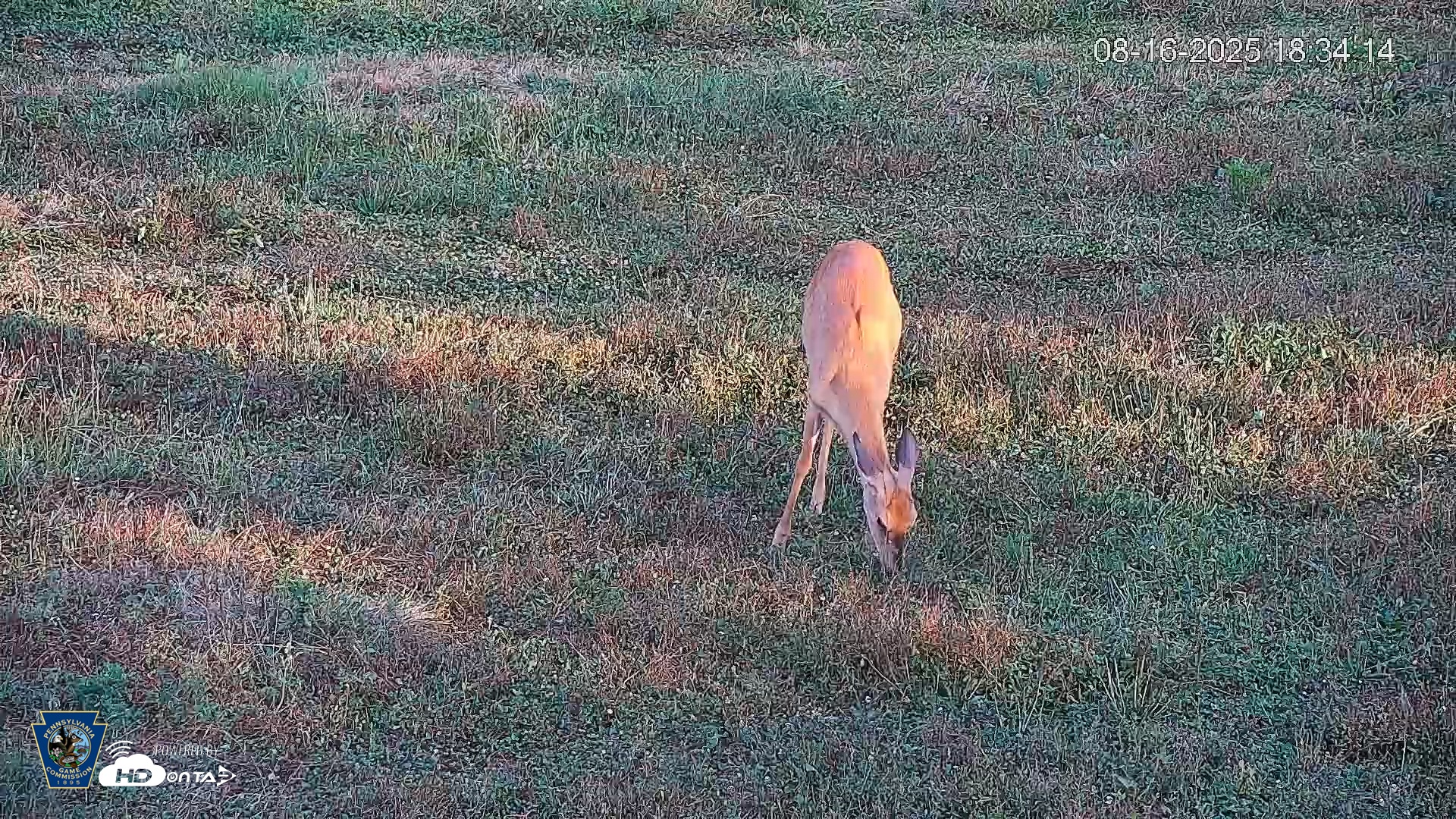Snapshot of Pennsylvania Elk Live Webcam taken Aug 16, 2025, 6:34pm EDT