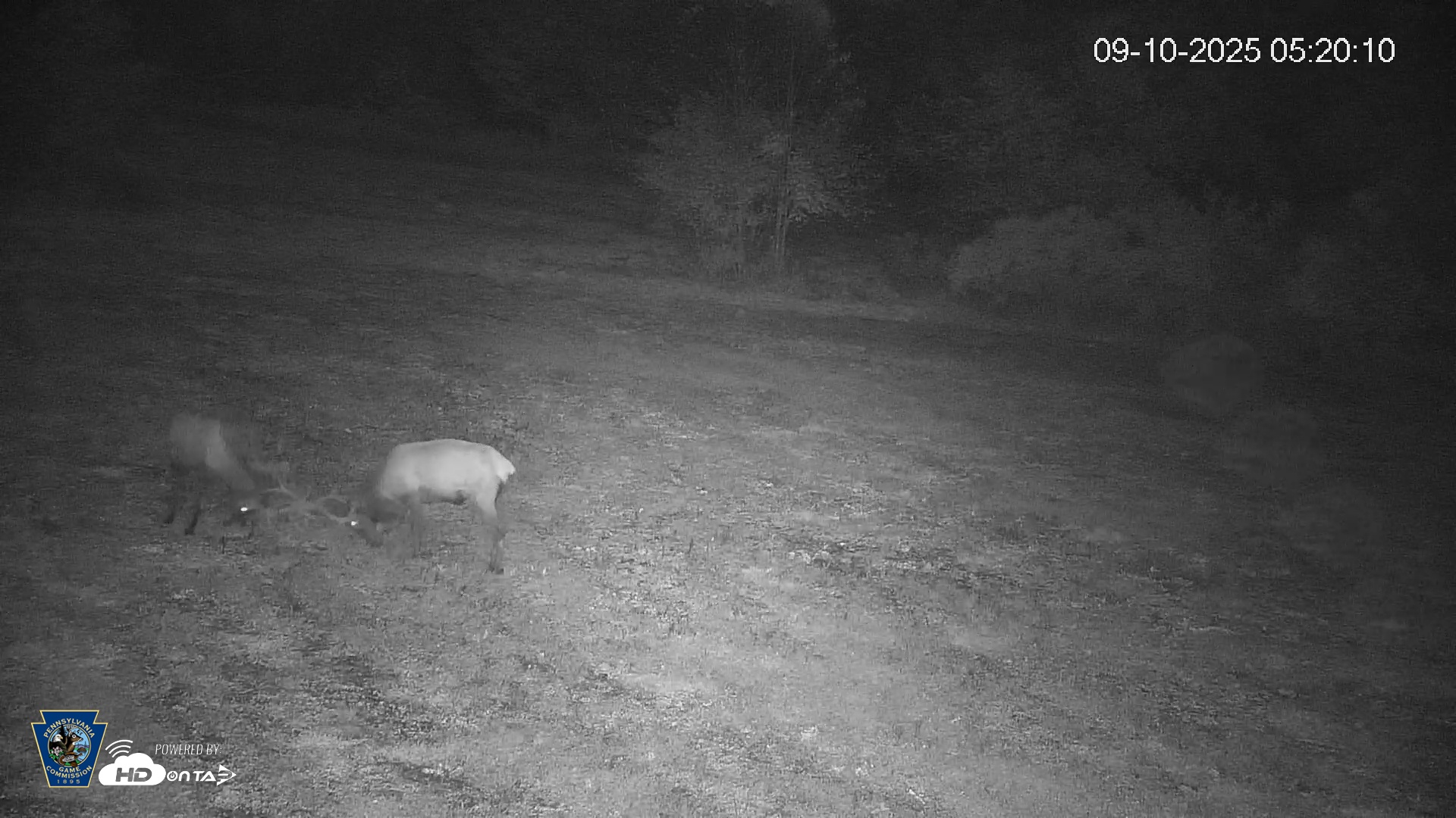 Snapshot of Pennsylvania Elk Live Webcam taken Sep 10, 2025, 5:20am EDT
