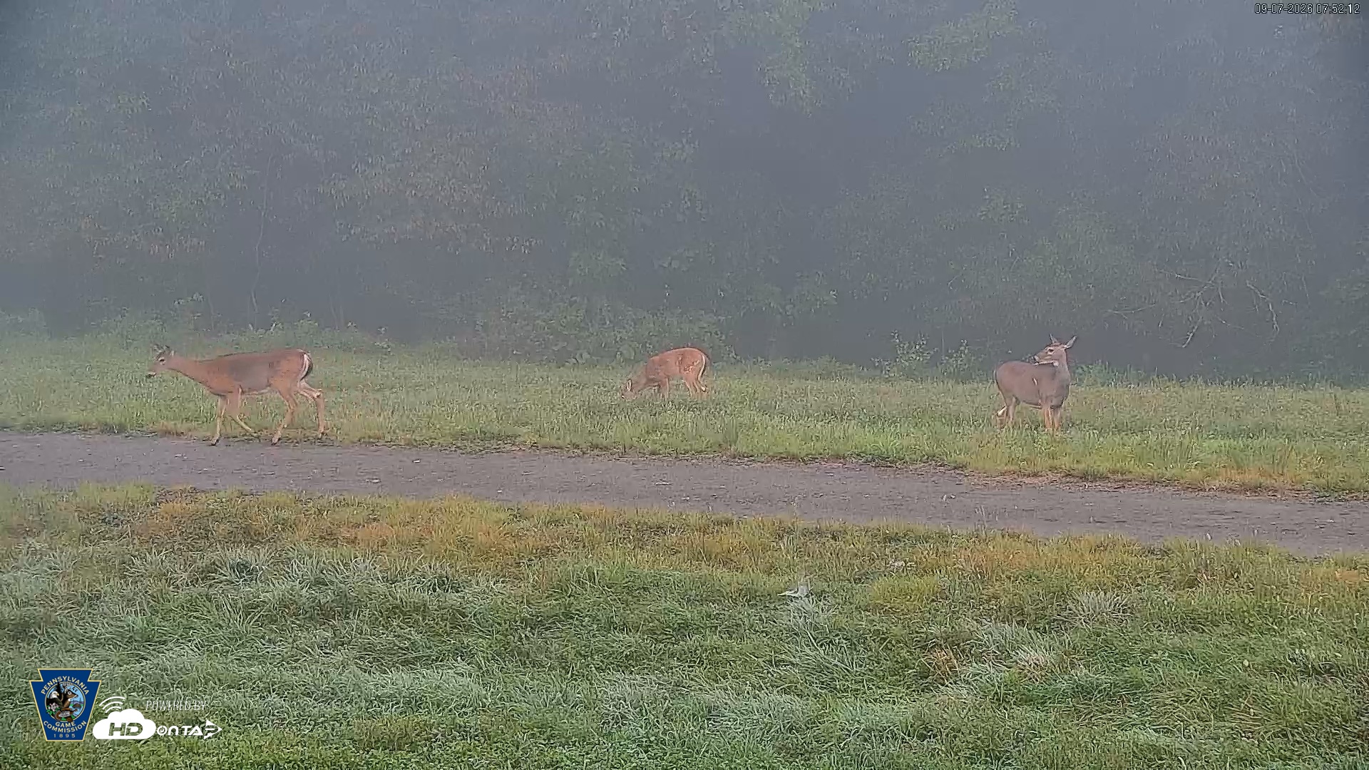 Snapshot of Pennsylvania Elk Live Webcam taken Sep 7, 2026, 7:53am EDT