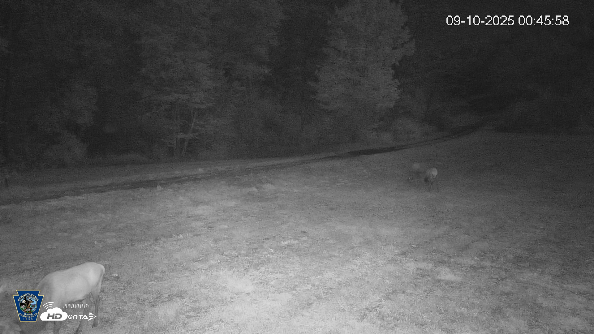 Snapshot of Pennsylvania Elk Live Webcam taken Sep 10, 2025, 12:46am EDT