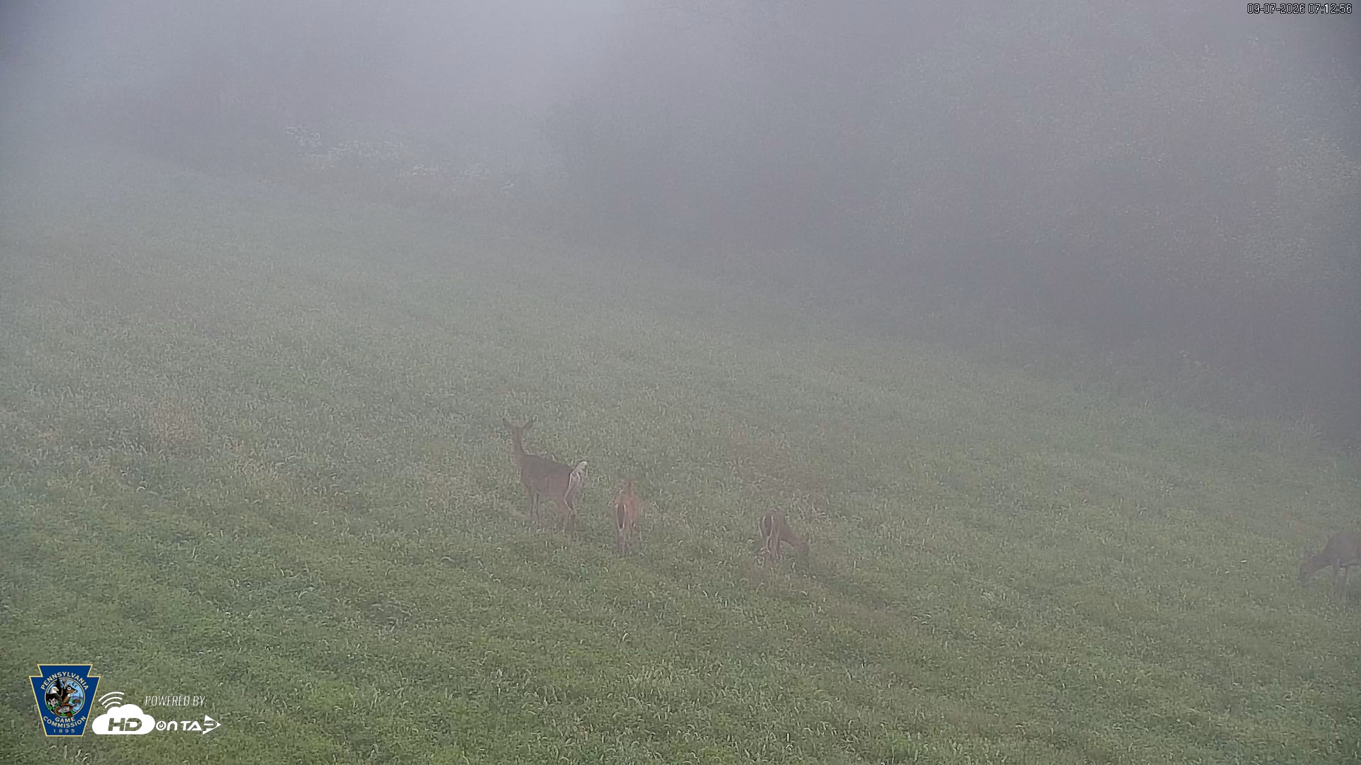 Snapshot of Pennsylvania Elk Live Webcam taken Sep 7, 2026, 7:13am EDT