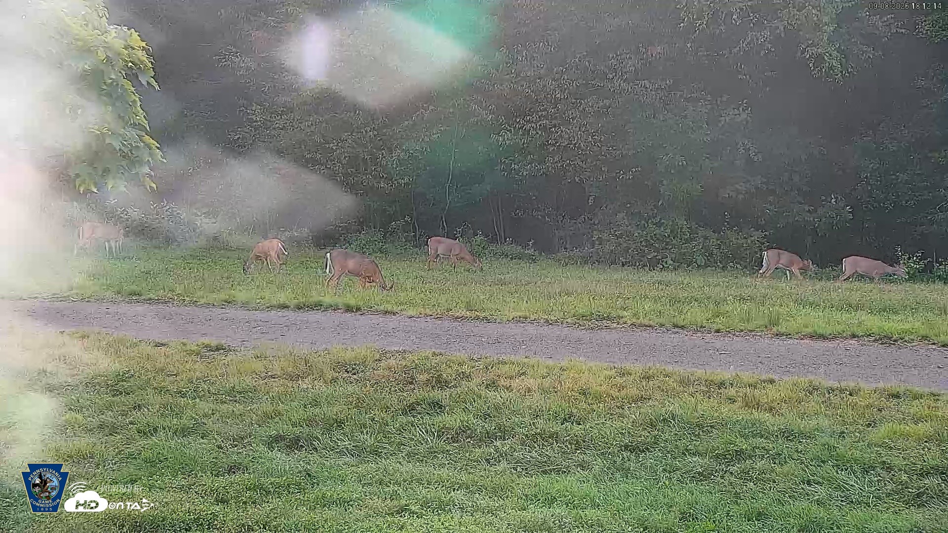 Snapshot of Pennsylvania Elk Live Webcam taken Sep 8, 2026, 6:13pm EDT