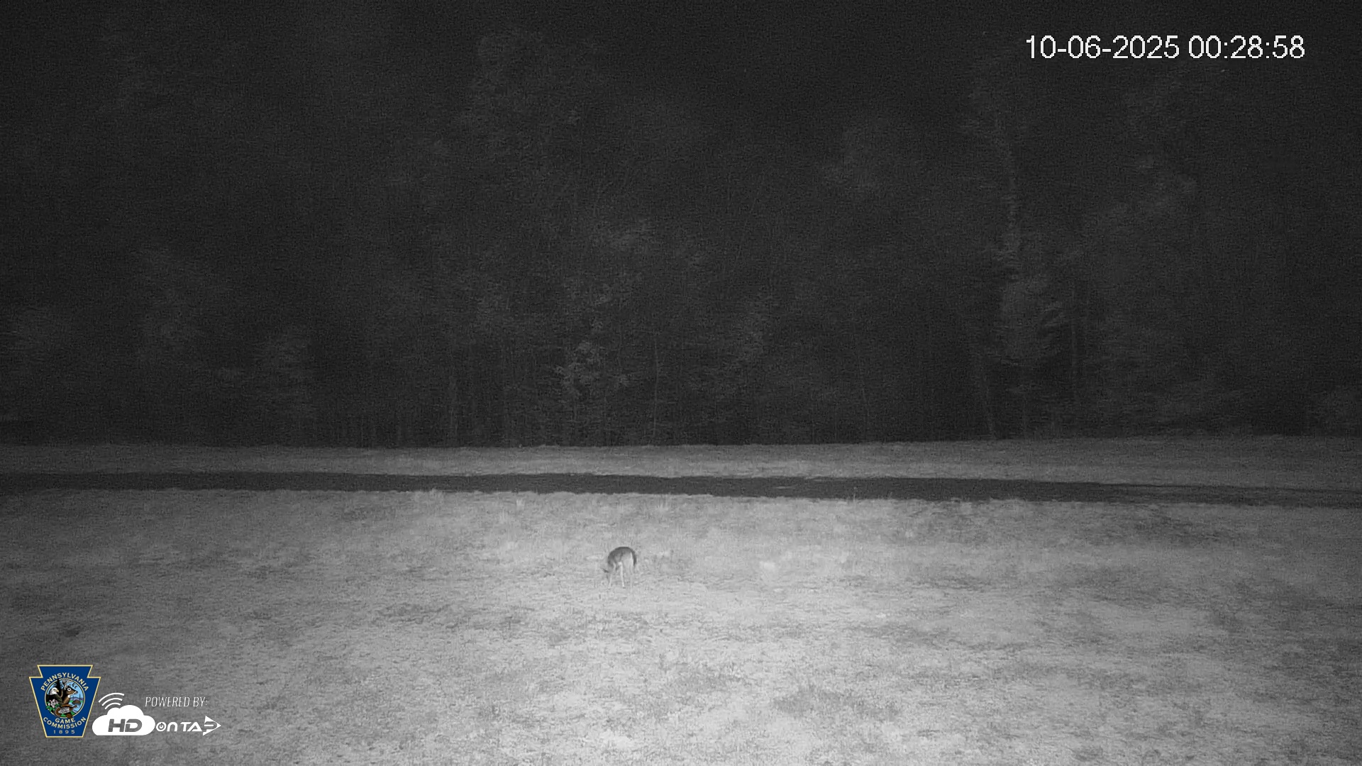 Snapshot of Pennsylvania Elk Live Webcam taken Oct 6, 2025, 12:29am EDT