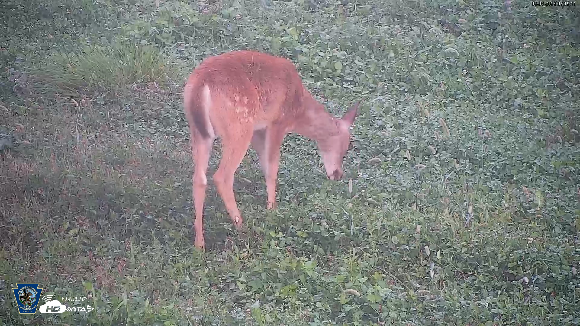 Snapshot of Pennsylvania Elk Live Webcam taken Sep 6, 2026, 7:20am EDT
