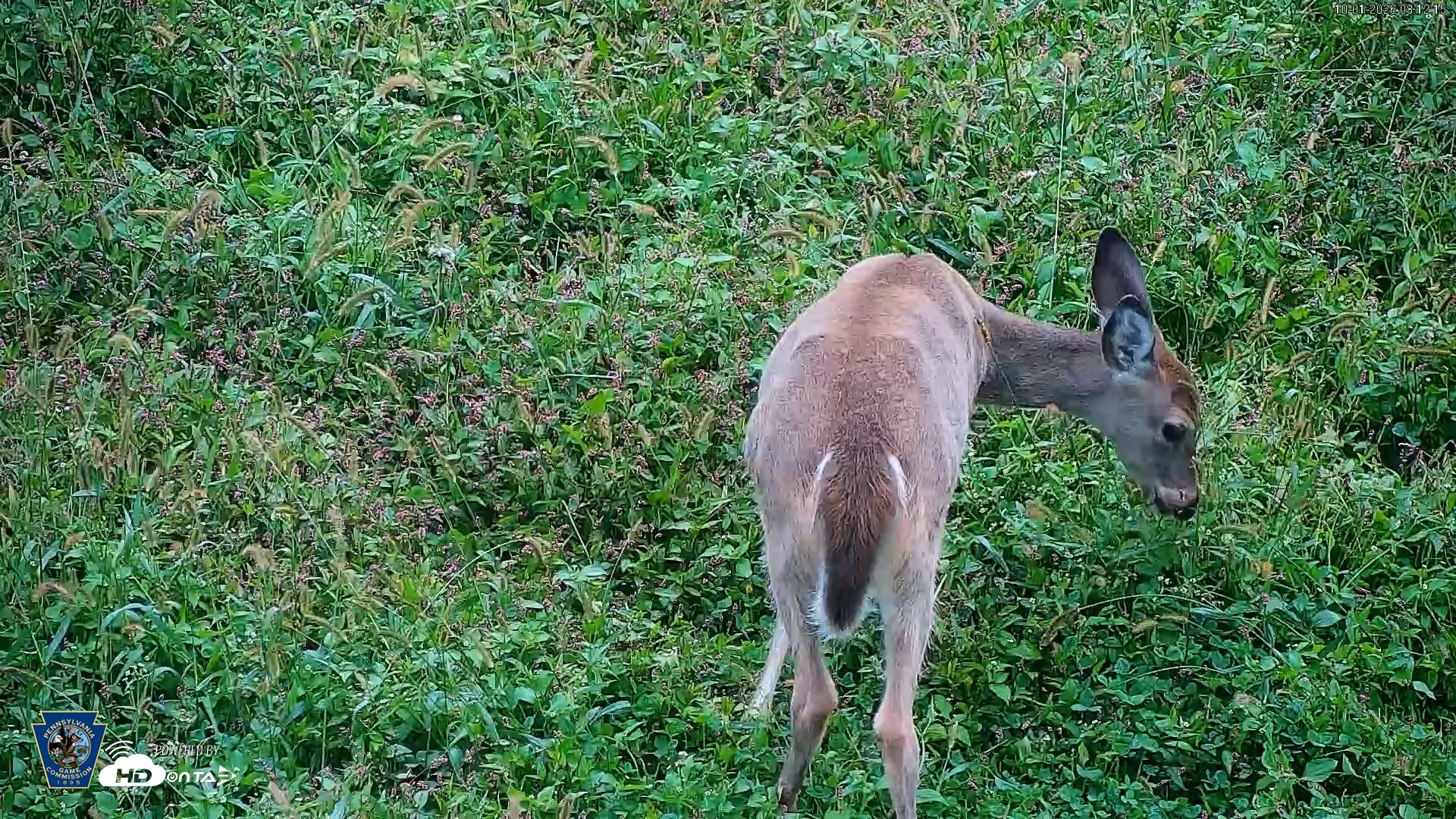 Snapshot of Pennsylvania Elk Live Webcam taken Oct 1, 2026, 8:13am EDT