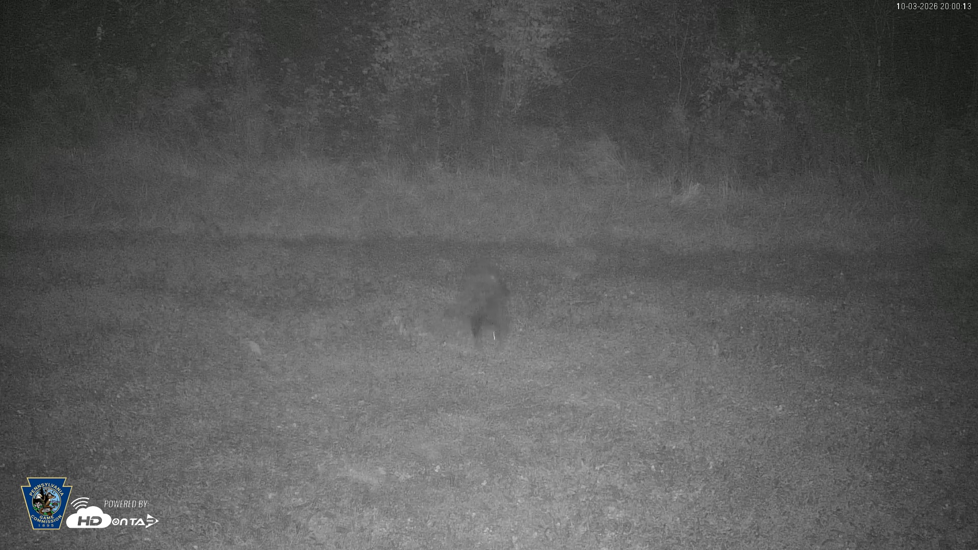 Snapshot of Pennsylvania Elk Live Webcam taken Oct 3, 2026, 8:01pm EDT