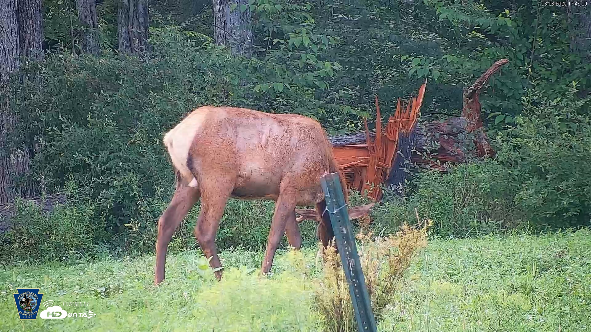 Snapshot of Pennsylvania Elk Live Webcam taken Aug 8, 2026, 5:48pm EDT