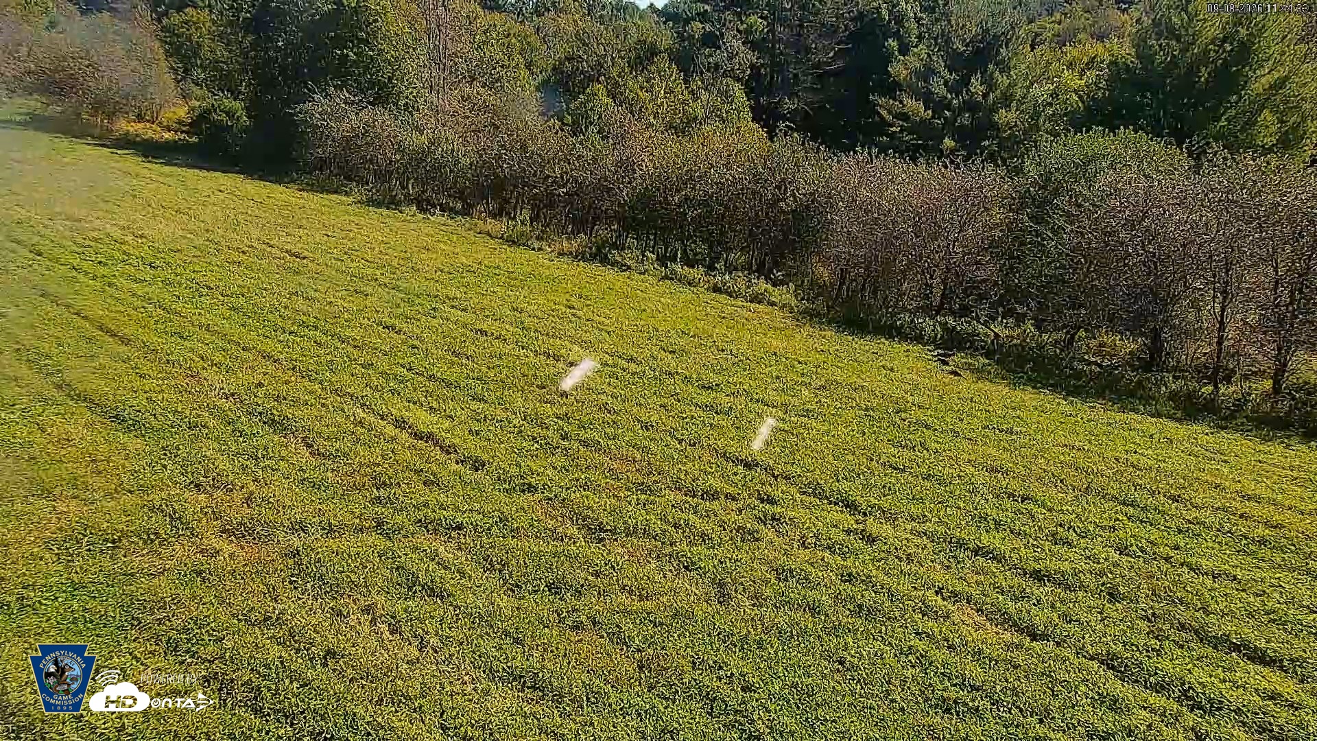 Snapshot of Pennsylvania Elk Live Webcam taken Sep 8, 2026, 11:45am EDT