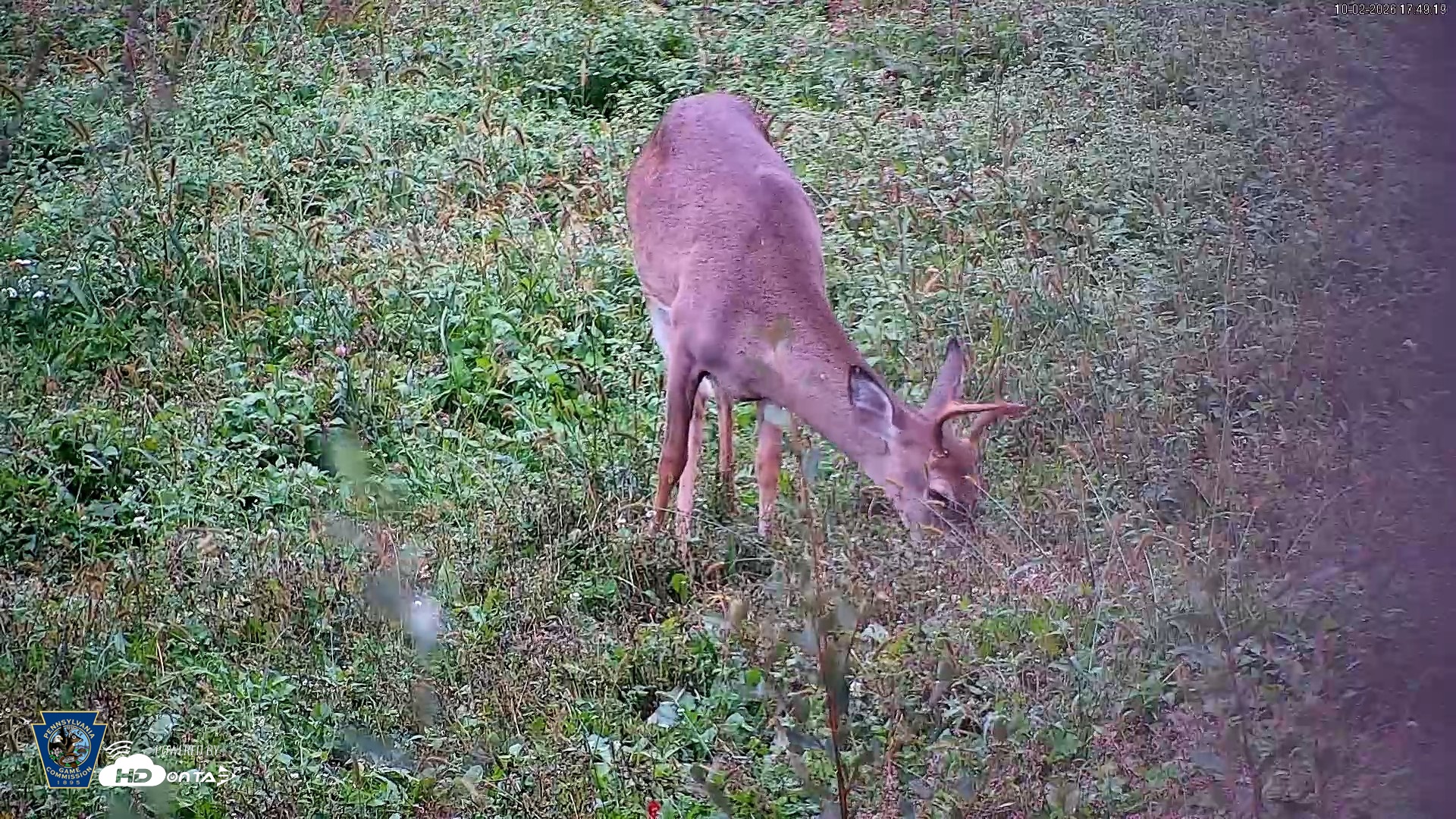 Snapshot of Pennsylvania Elk Live Webcam taken Oct 2, 2026, 5:50pm EDT