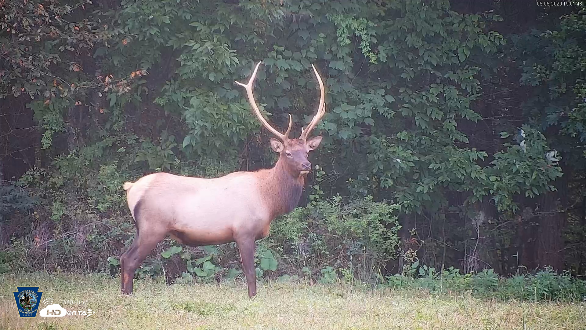 Snapshot of Pennsylvania Elk Live Webcam taken Sep 9, 2026, 7:02pm EDT