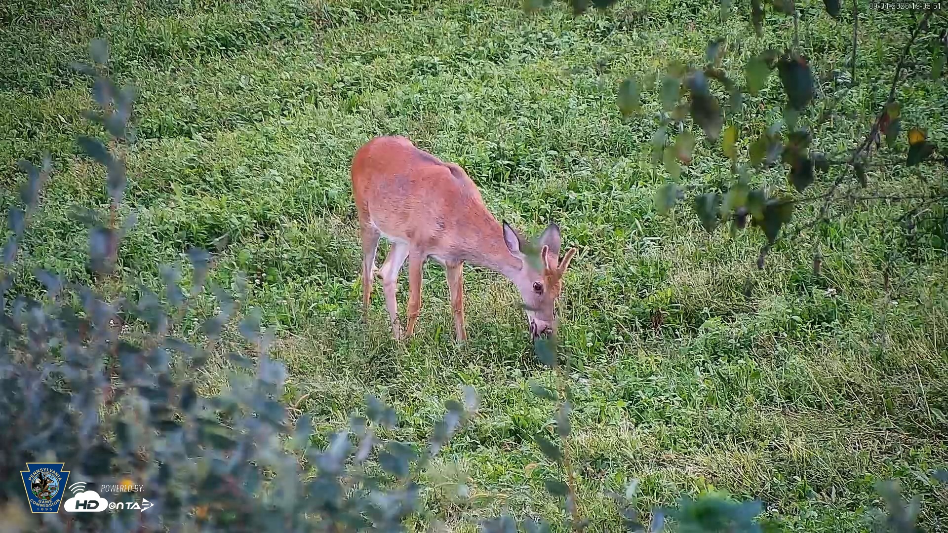 Snapshot of Pennsylvania Elk Live Webcam taken Sep 4, 2026, 7:04pm EDT