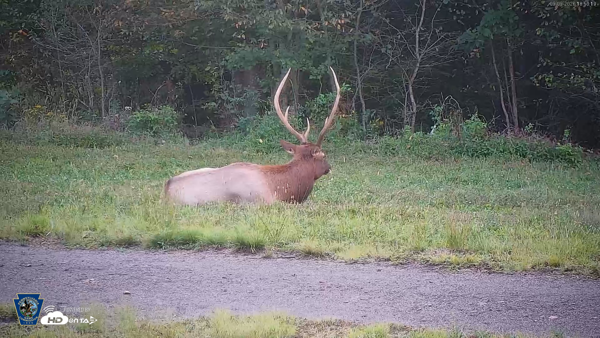 Snapshot of Pennsylvania Elk Live Webcam taken Sep 9, 2026, 6:51pm EDT