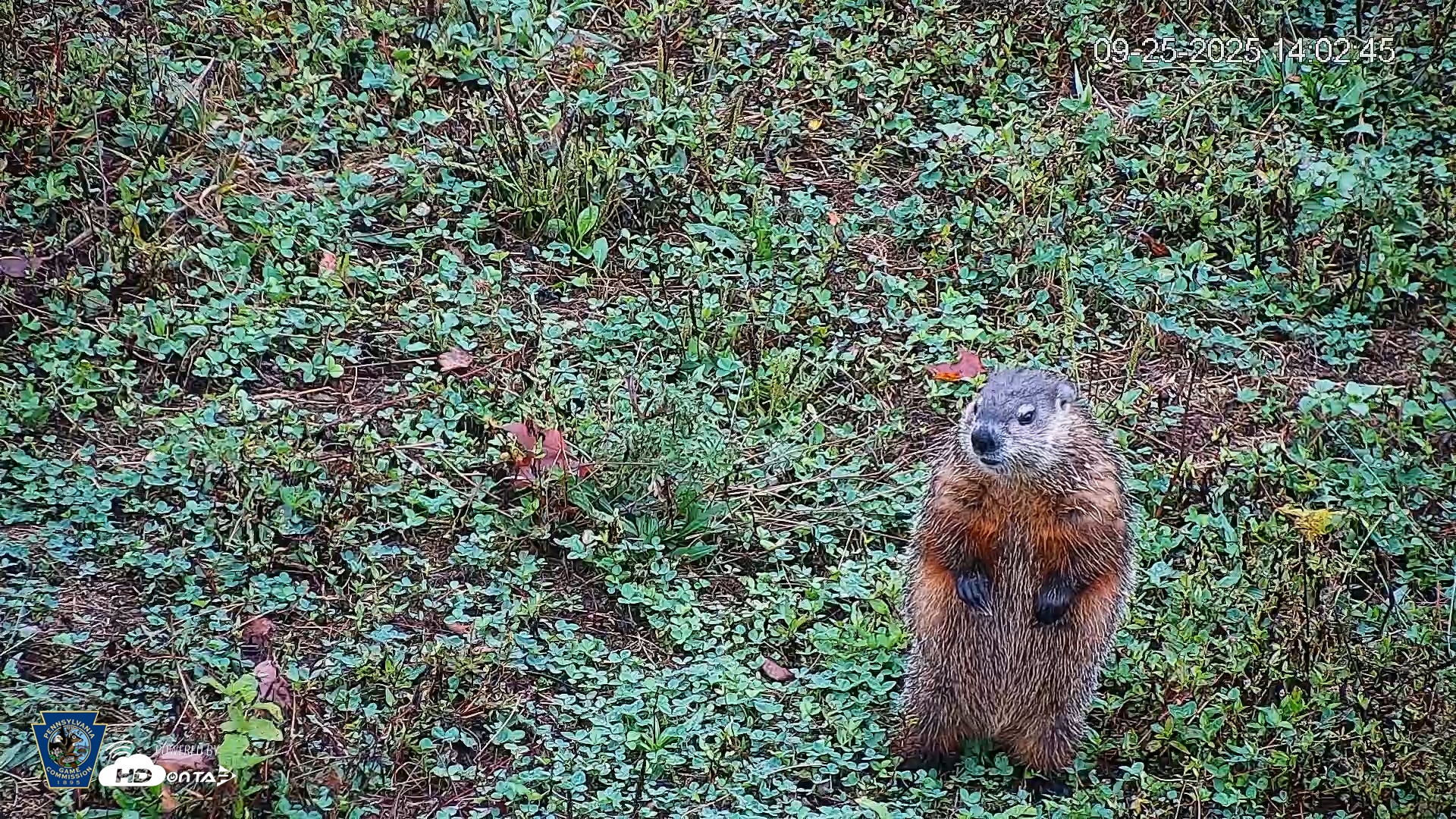 Snapshot of Pennsylvania Elk Live Webcam taken Sep 25, 2025, 2:03pm EDT