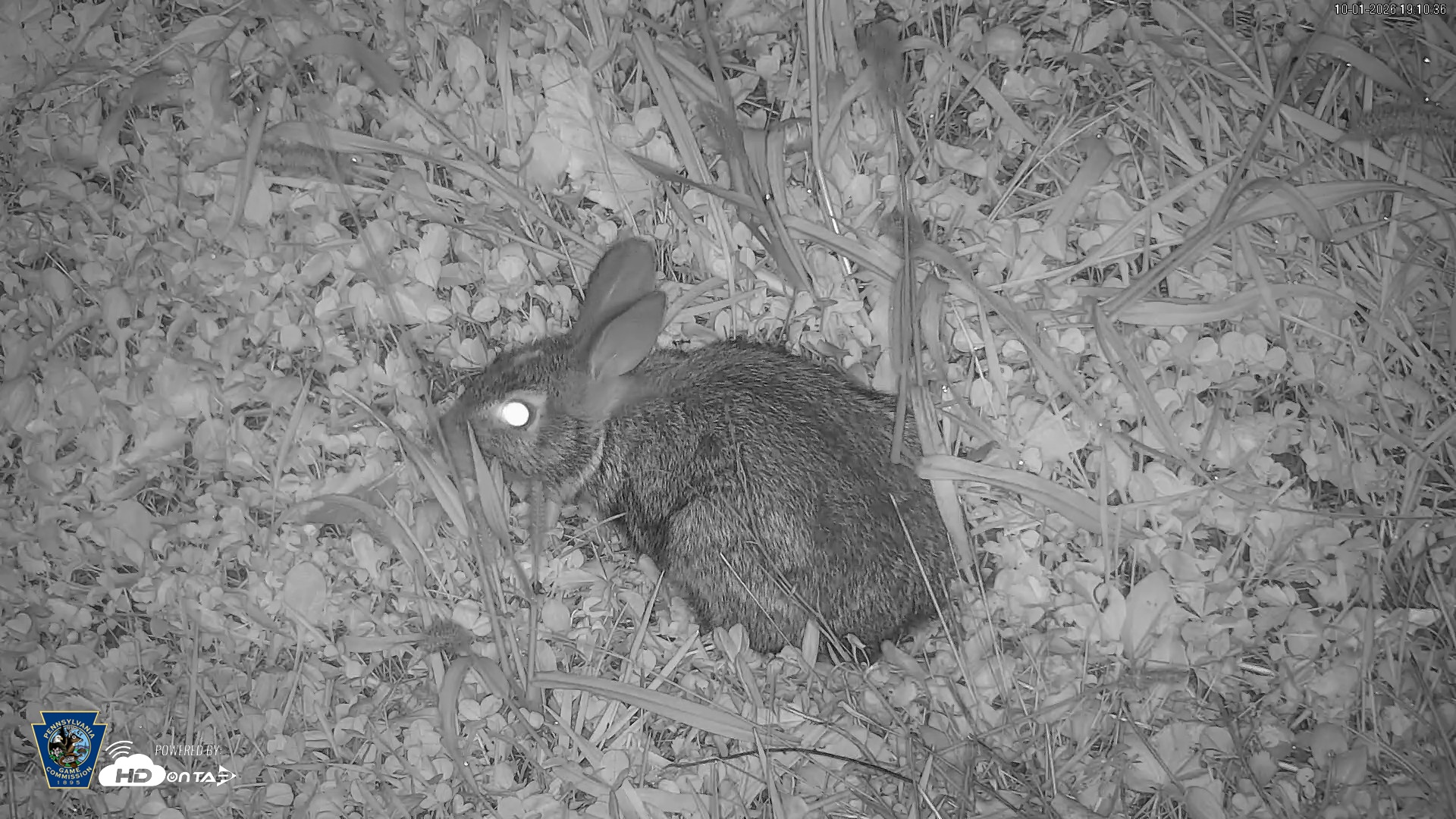 Snapshot of Pennsylvania Elk Live Webcam taken Oct 1, 2026, 7:11pm EDT