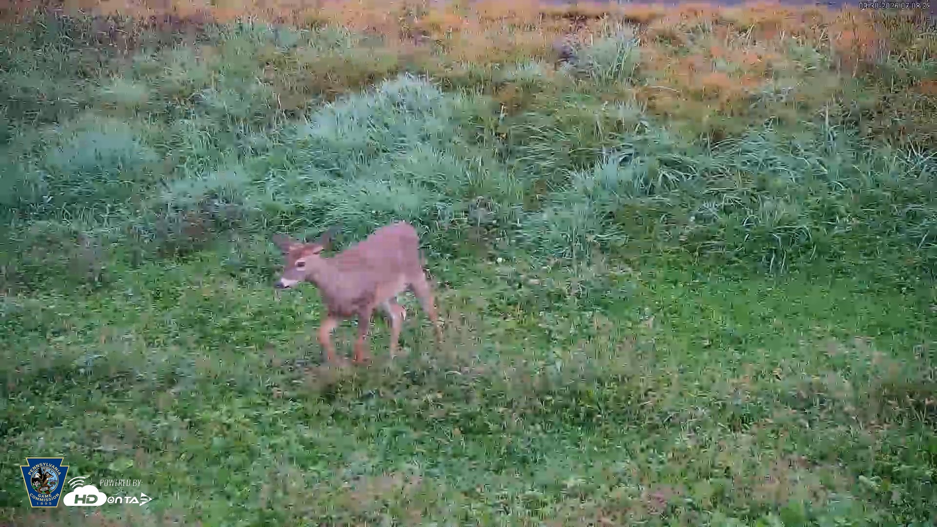 Snapshot of Pennsylvania Elk Live Webcam taken Sep 30, 2026, 7:09am EDT