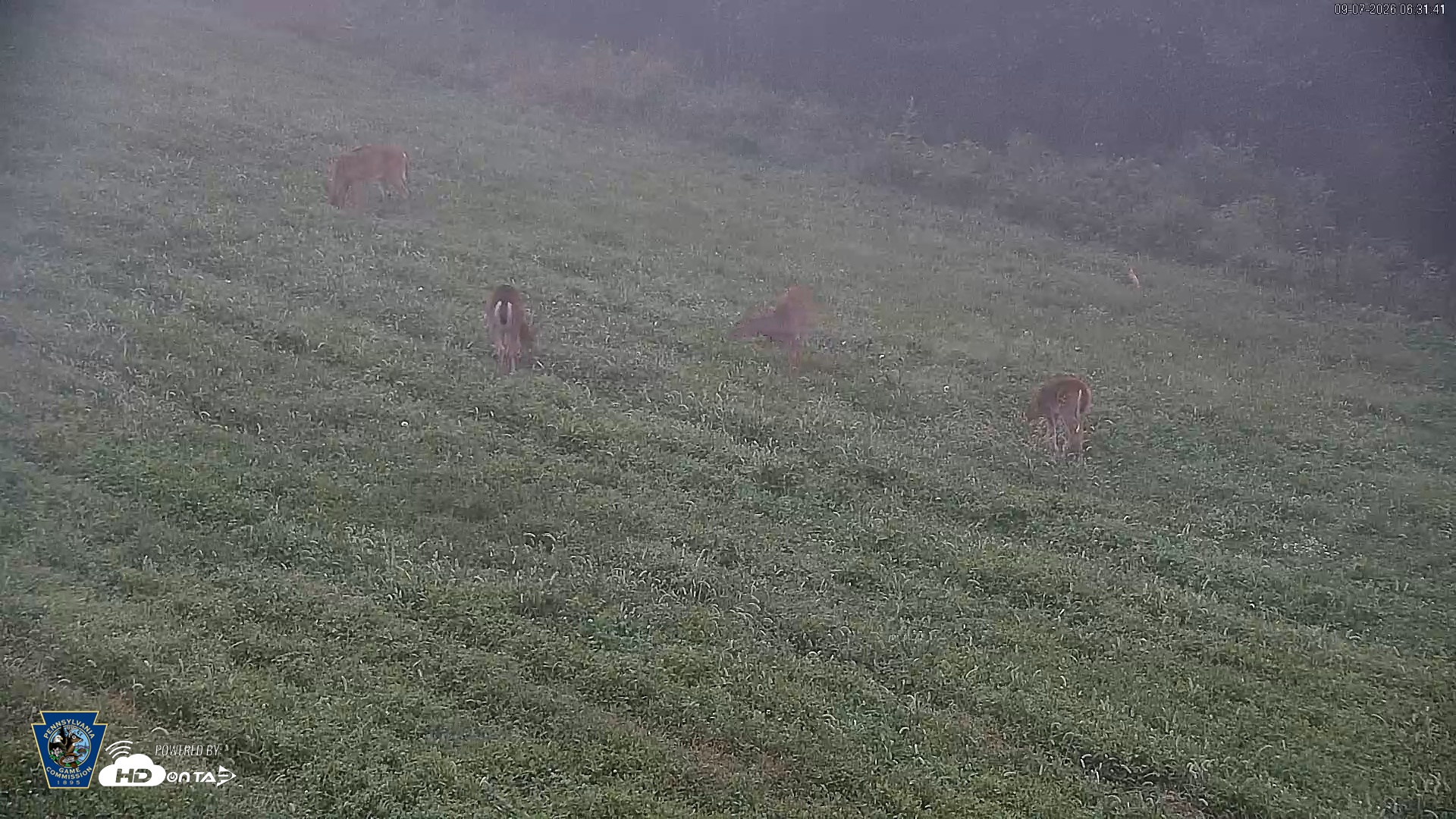 Snapshot of Pennsylvania Elk Live Webcam taken Sep 7, 2026, 6:32am EDT