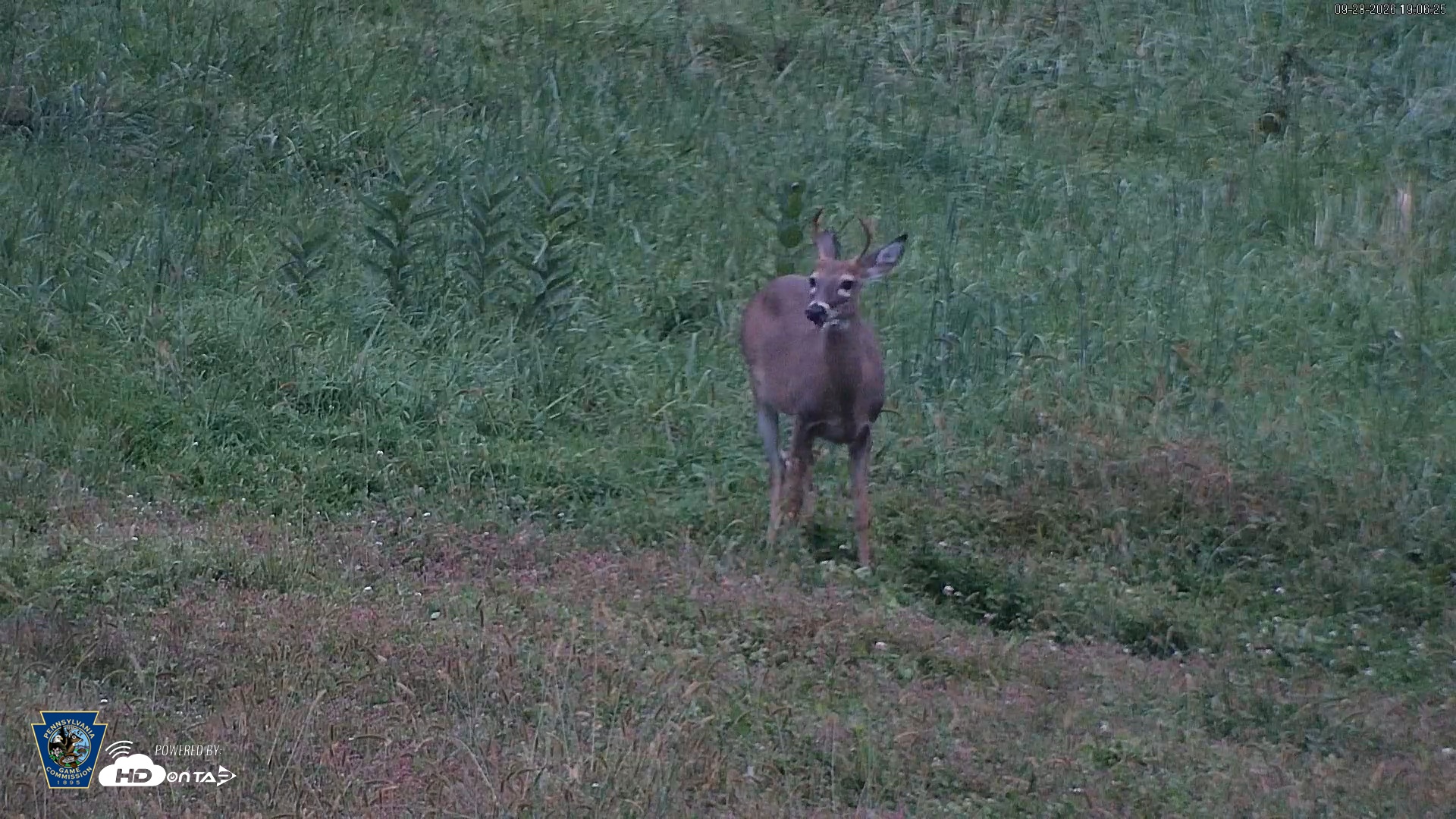 Snapshot of Pennsylvania Elk Live Webcam taken Sep 28, 2026, 7:07pm EDT