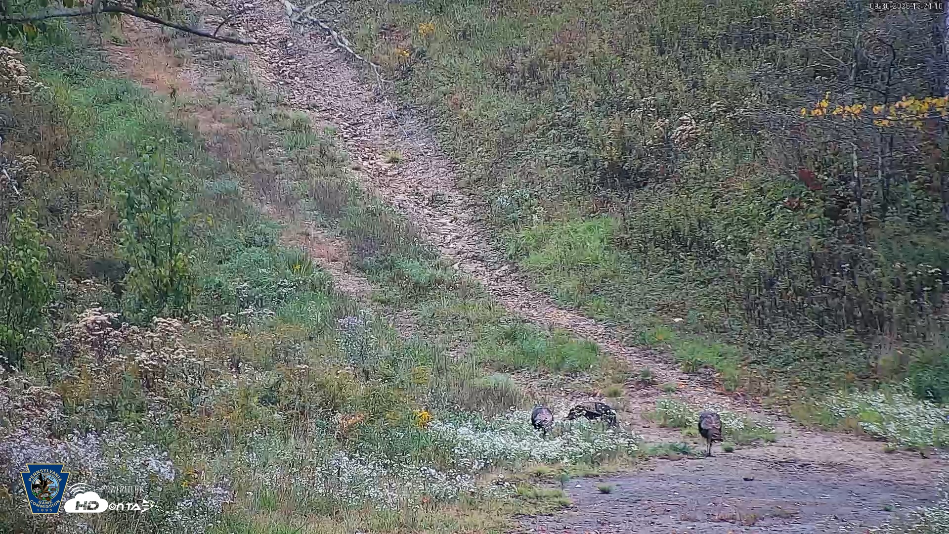 Snapshot of Pennsylvania Elk Live Webcam taken Sep 30, 2026, 1:25pm EDT